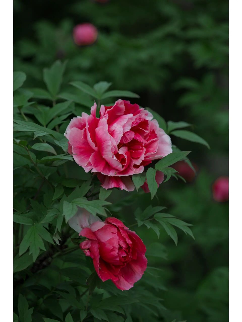 常州东坡公园牡丹花 今年第一次去东坡公园拍牡丹花 ,花开花谢,花谢有