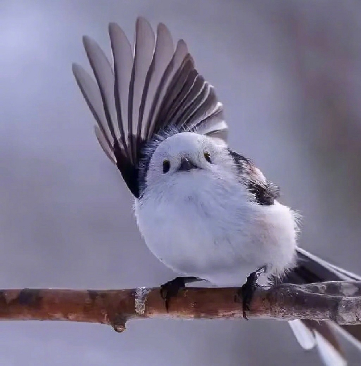 找到了毛球的真身,原来真的有这么圆滚滚的肥啾,学名北长尾山雀