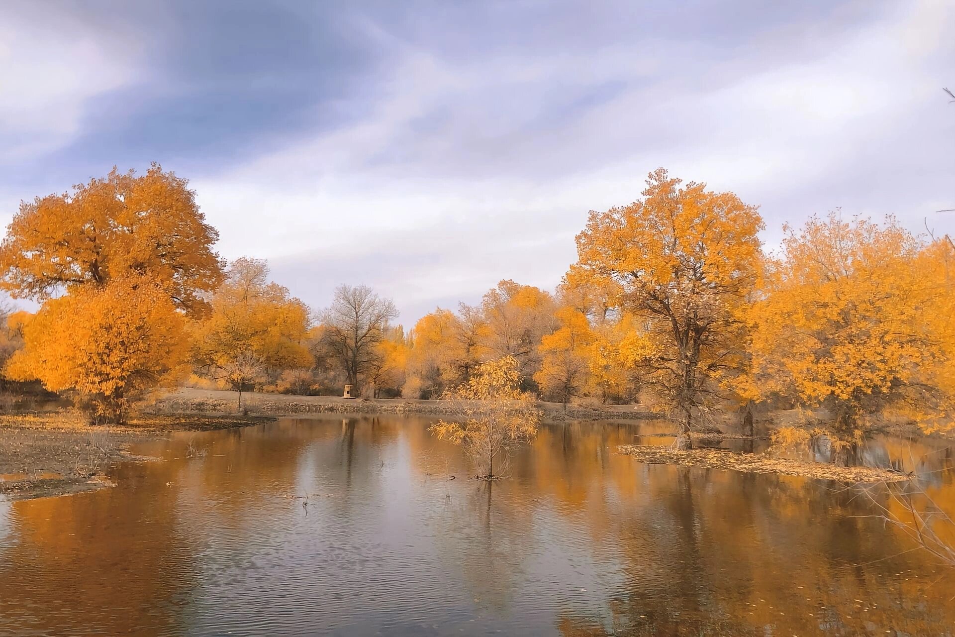 金塔胡杨林位甘肃酒泉市,被誉为中国最美的杨林之一.