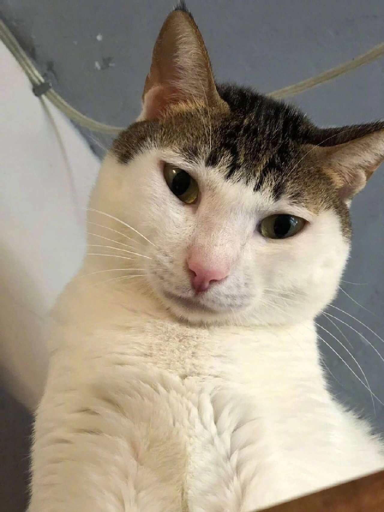 猫咪平刘海这平刘海可以做成表情包