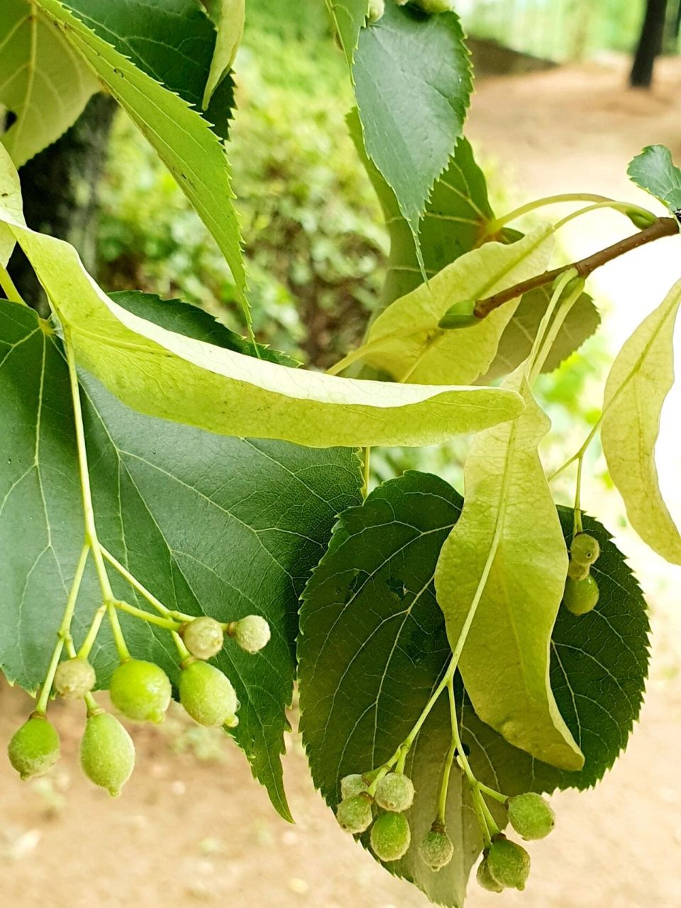 椴树92第一次见 ,嫩绿色长长的苞片吸引了我,苞片上长了小果实