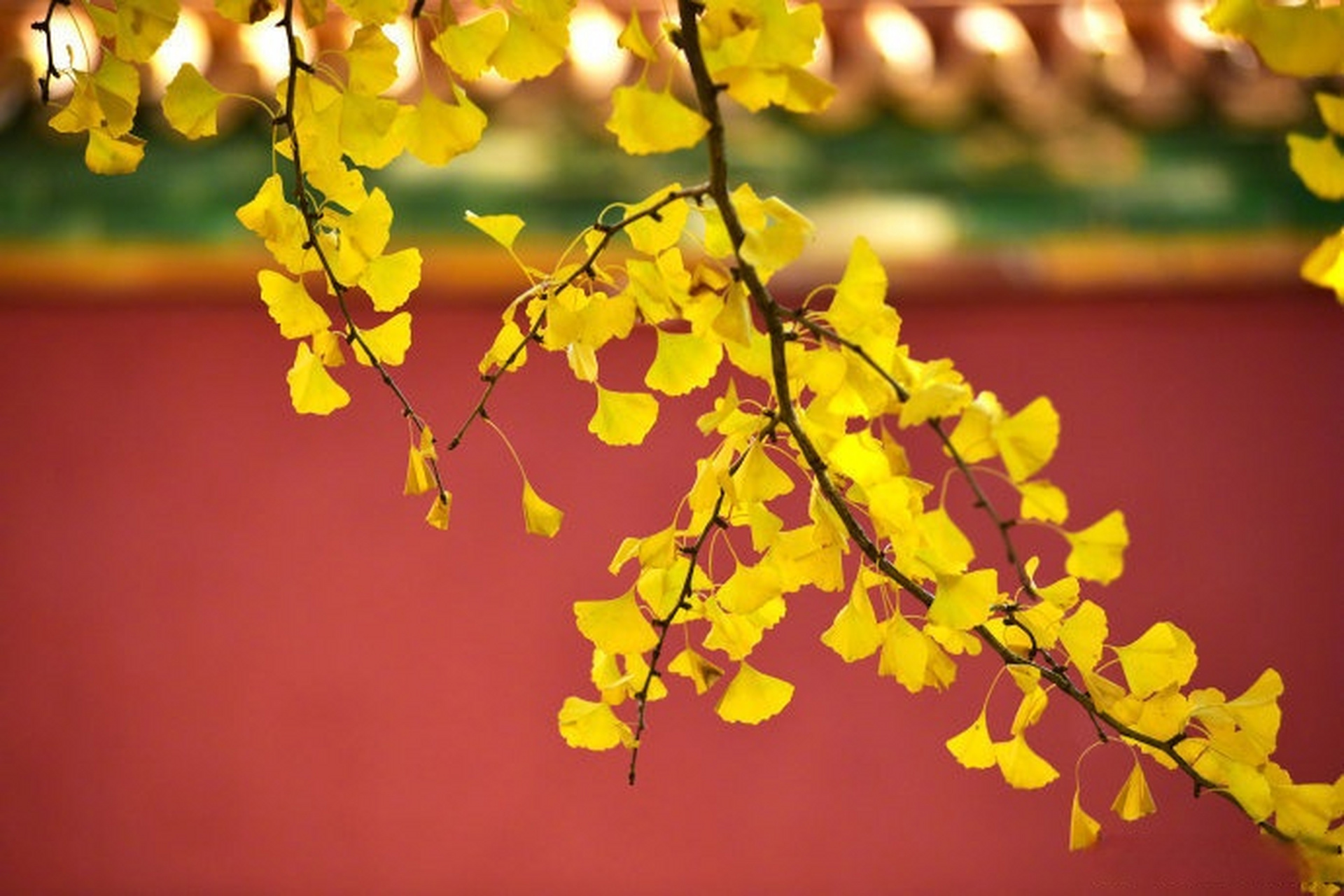 [月亮]晚安|初冬时分的故宫,圆柿垂坠在枝头,银杏叶与红墙相映,风景