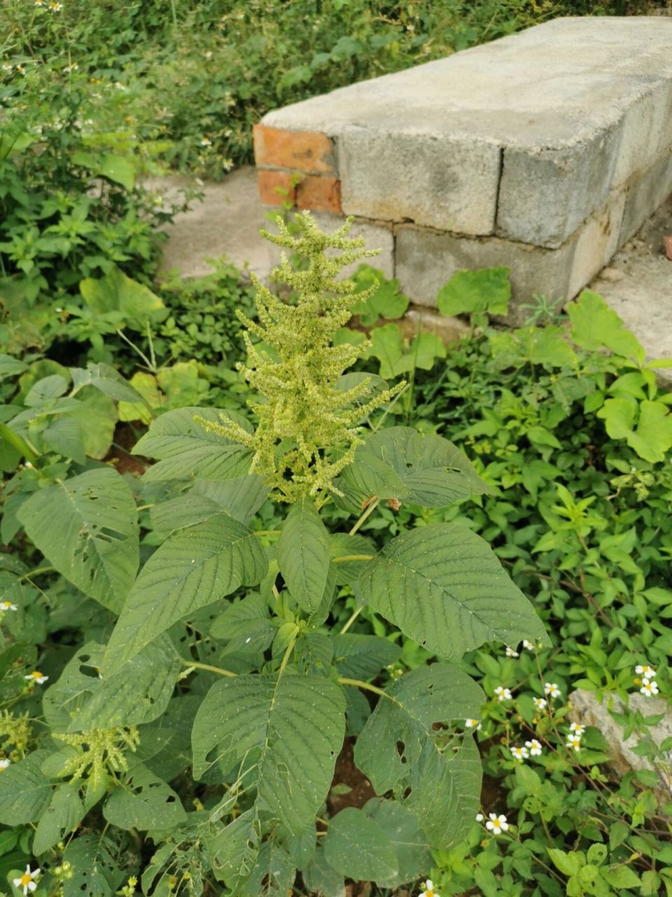 刺苋菜 甘,淡,凉 清热利湿,解毒消肿,凉血止血.