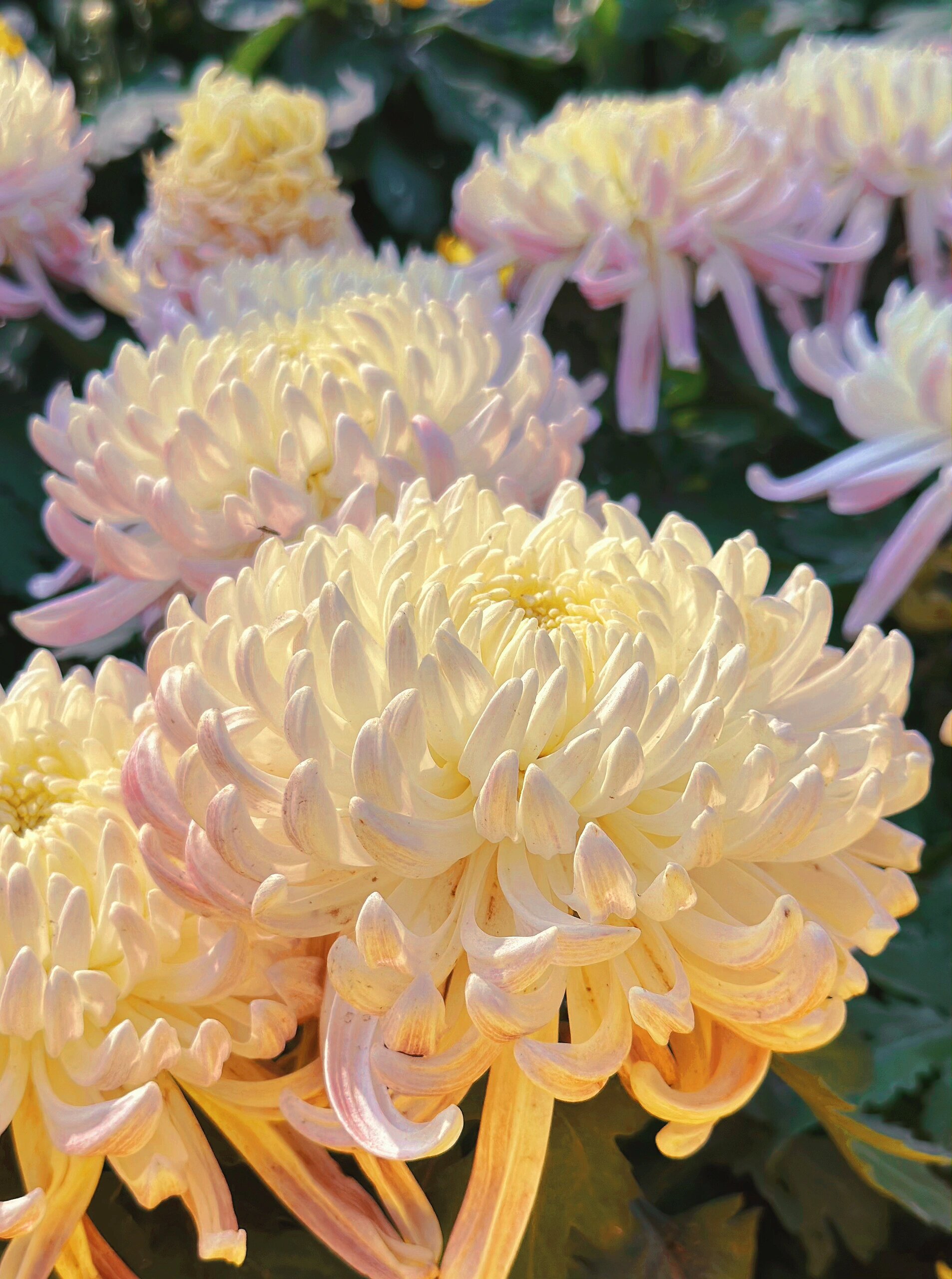 看看你手机95里的菊花照片