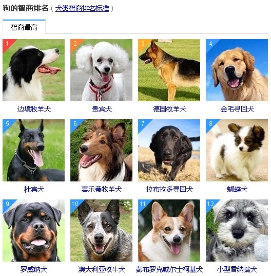 狗狗智商排名1到100,看看你家狗狗排名第几