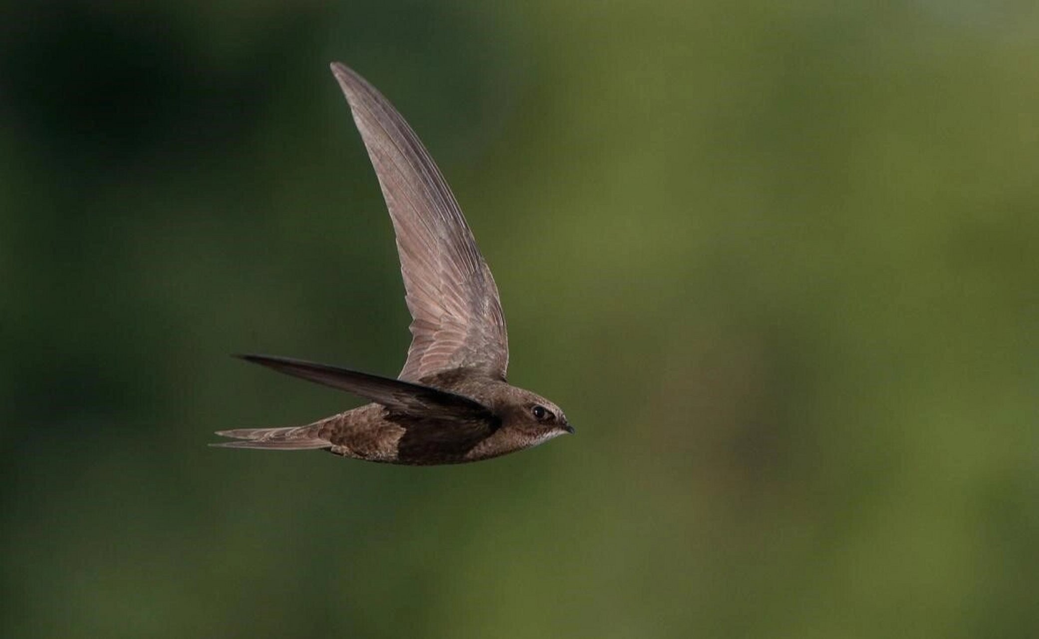 飞十个月不着地的鸟 每日一语:有一种叫做雨燕的鸟类,它可以一边飞