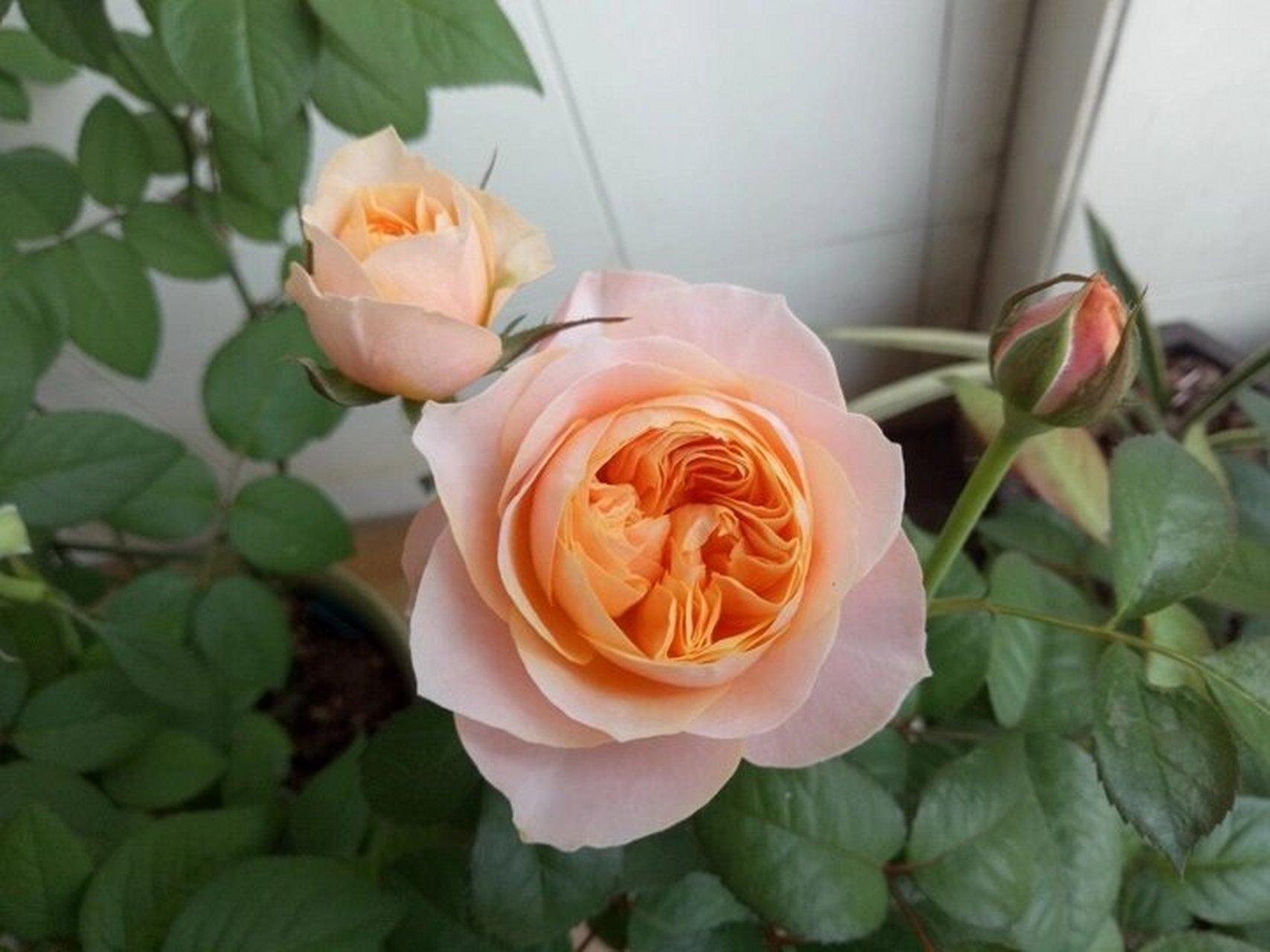 4 温柔珊瑚心月季的优点 1.