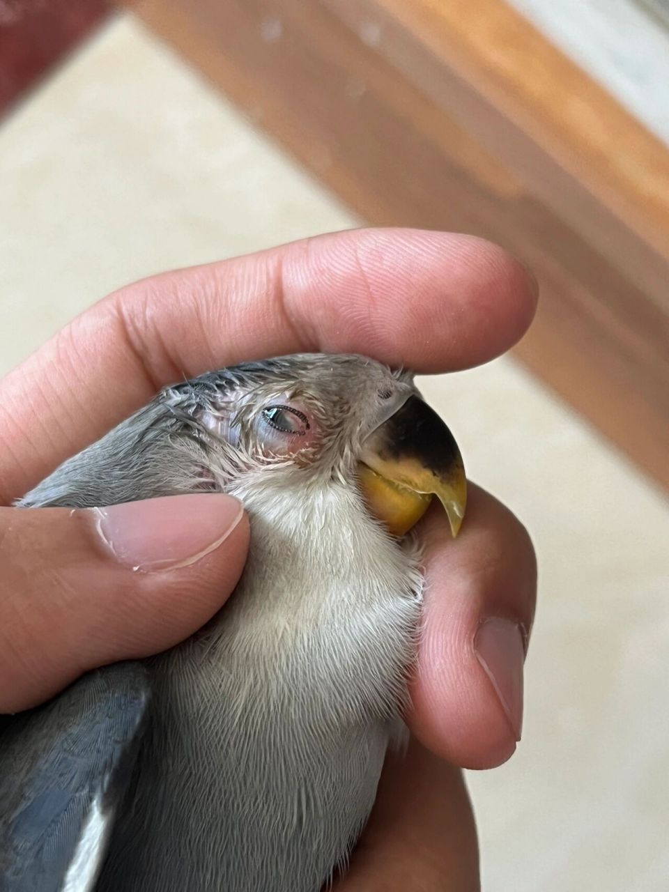 黄桃鹦鹉眼睛发炎图片图片