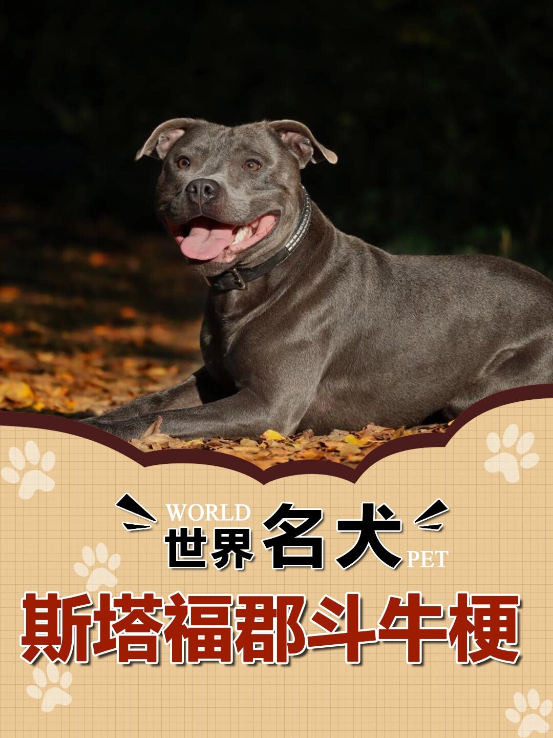 n.057世界名犬|斯塔福郡斗牛梗犬图鉴