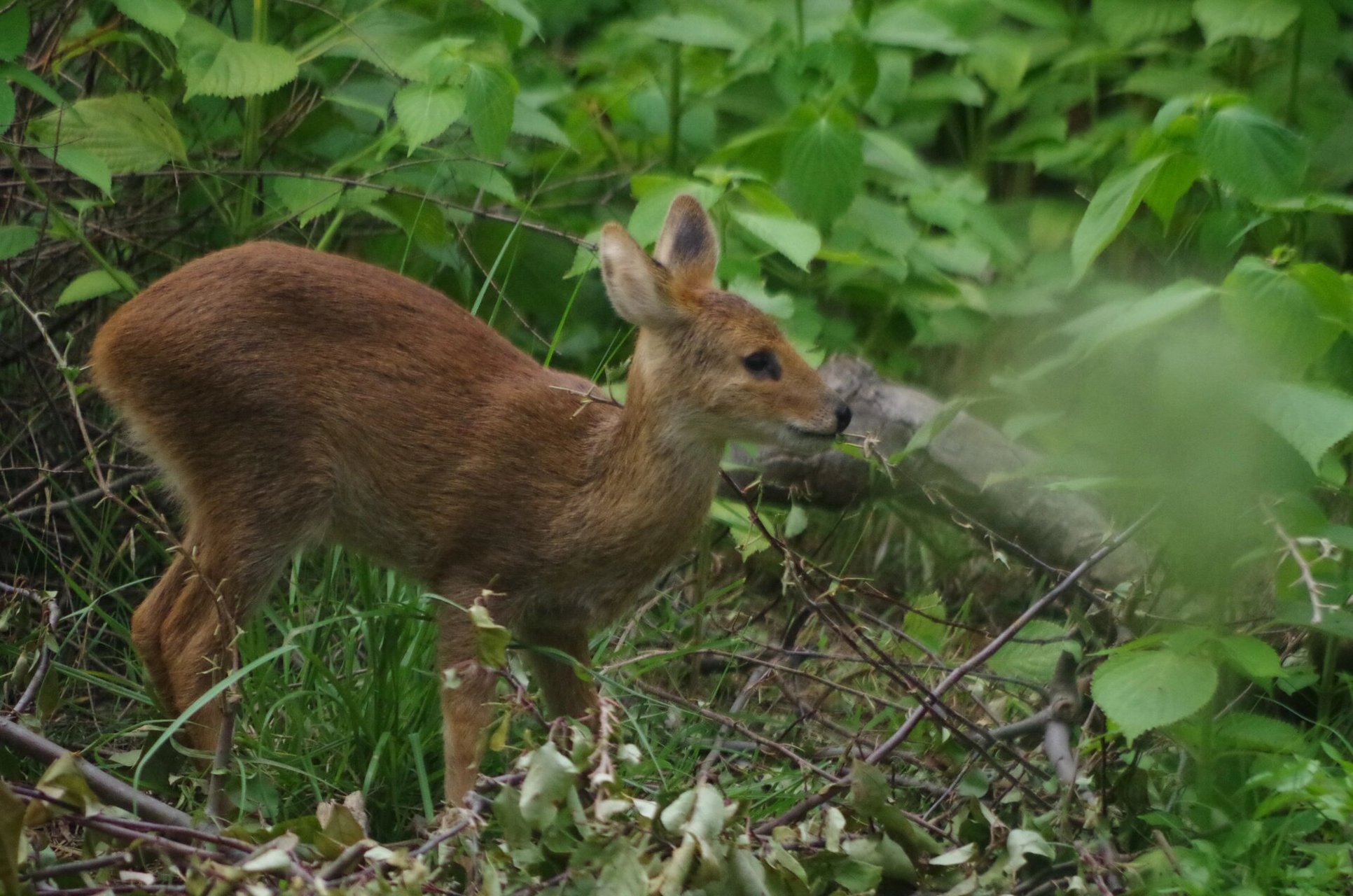 是可爱的小獐子呀 小獐子干饭的一些瞬间～～ 五点多,气温渐渐降低