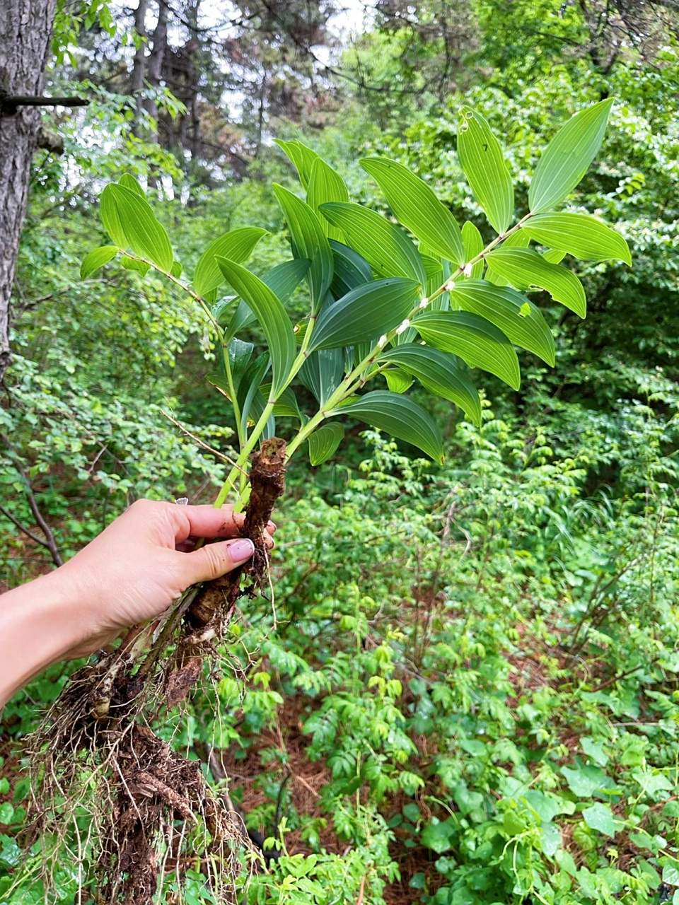 野生玉竹 玉竹特别好养,栽上一点不打蔫 耐寒植物,种在院子里明年不用
