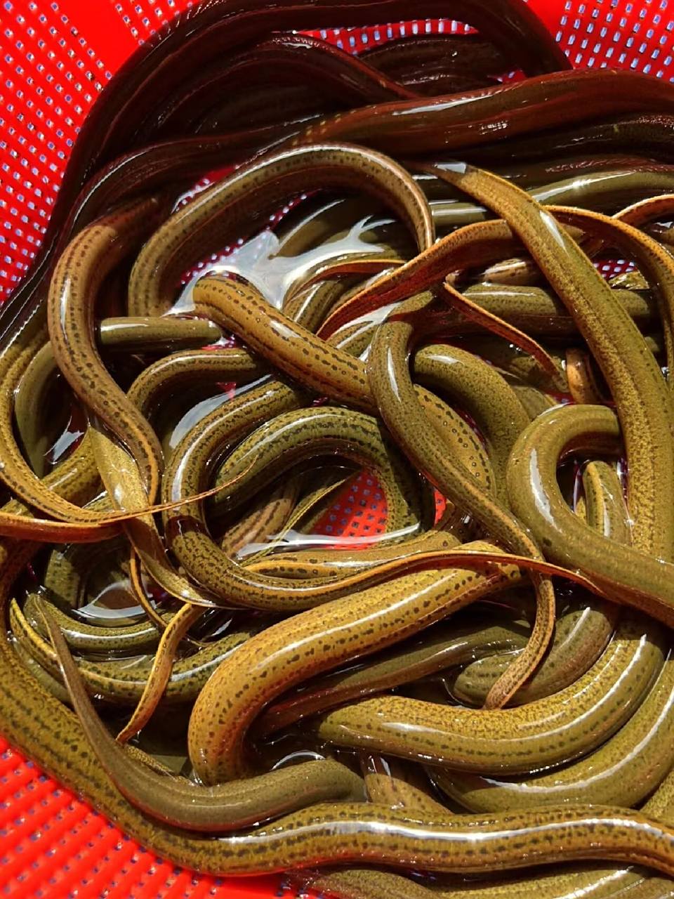 野生土黄鳝15斤多