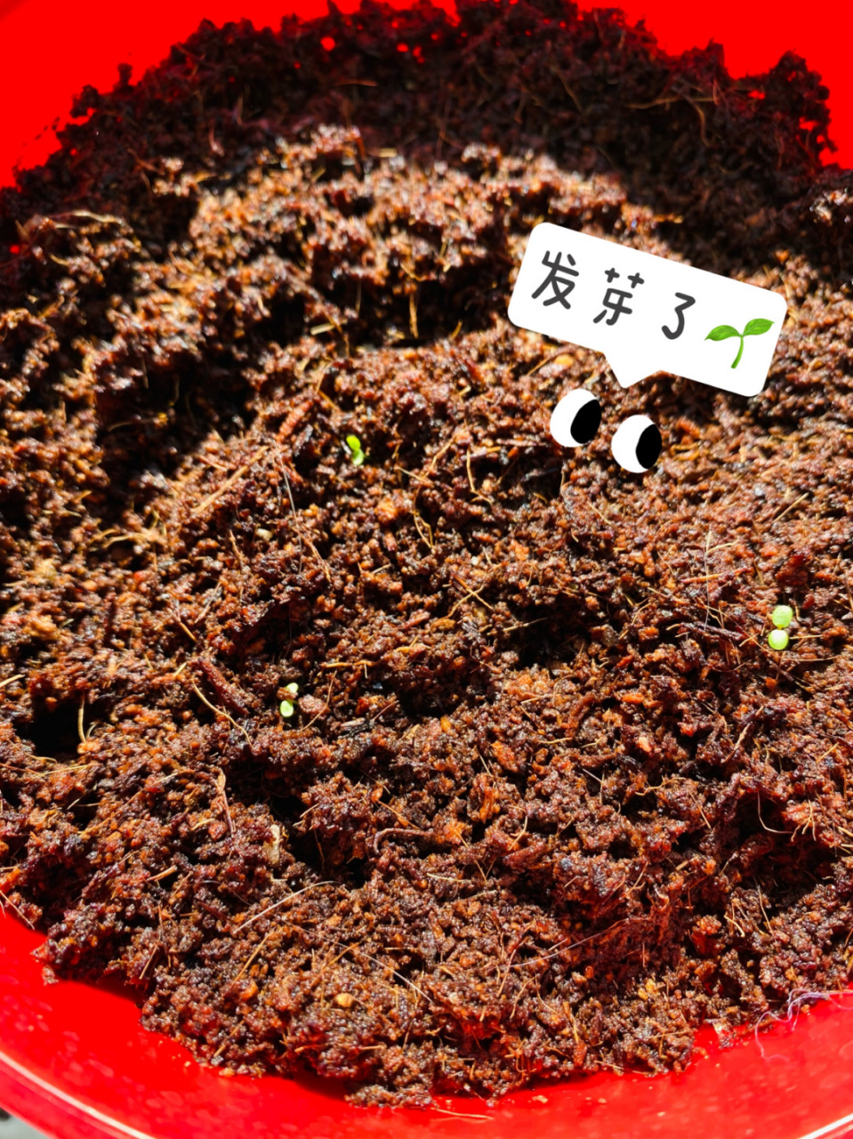 草莓种植记录:发芽期 4月13日 种下草莓籽(埋的深浅不太平均.