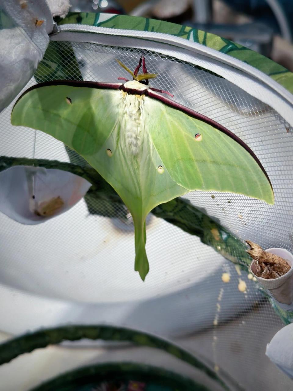 自然教育# #趣味知识科普# #绿尾大蚕蛾# #蛾子# 去年秋天在野外采集