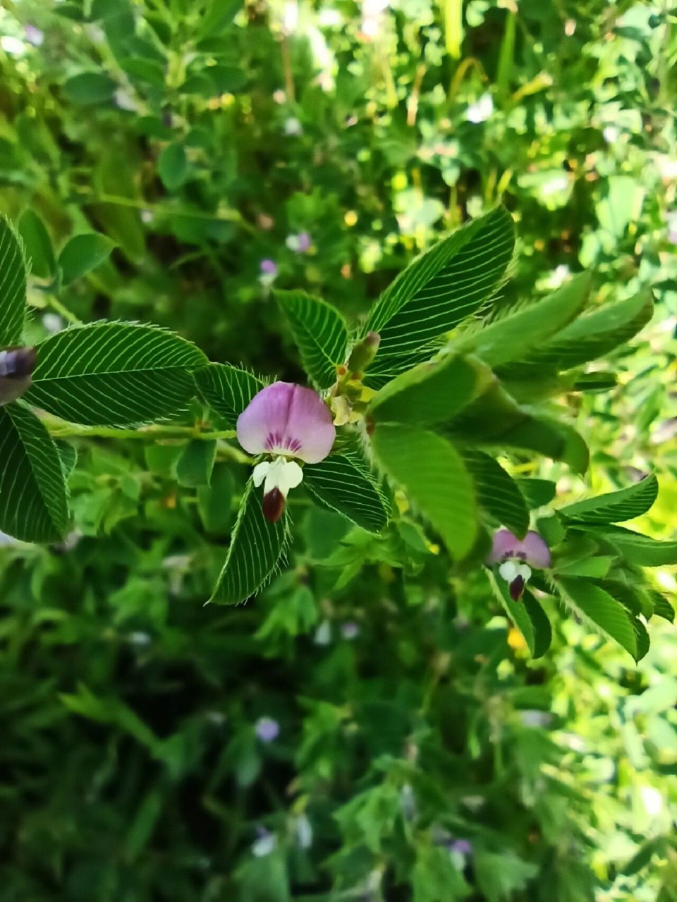 别名:人字草,公母草,掐不齐,牛黄黄 鸡眼草植株矮小,分枝密集,三出
