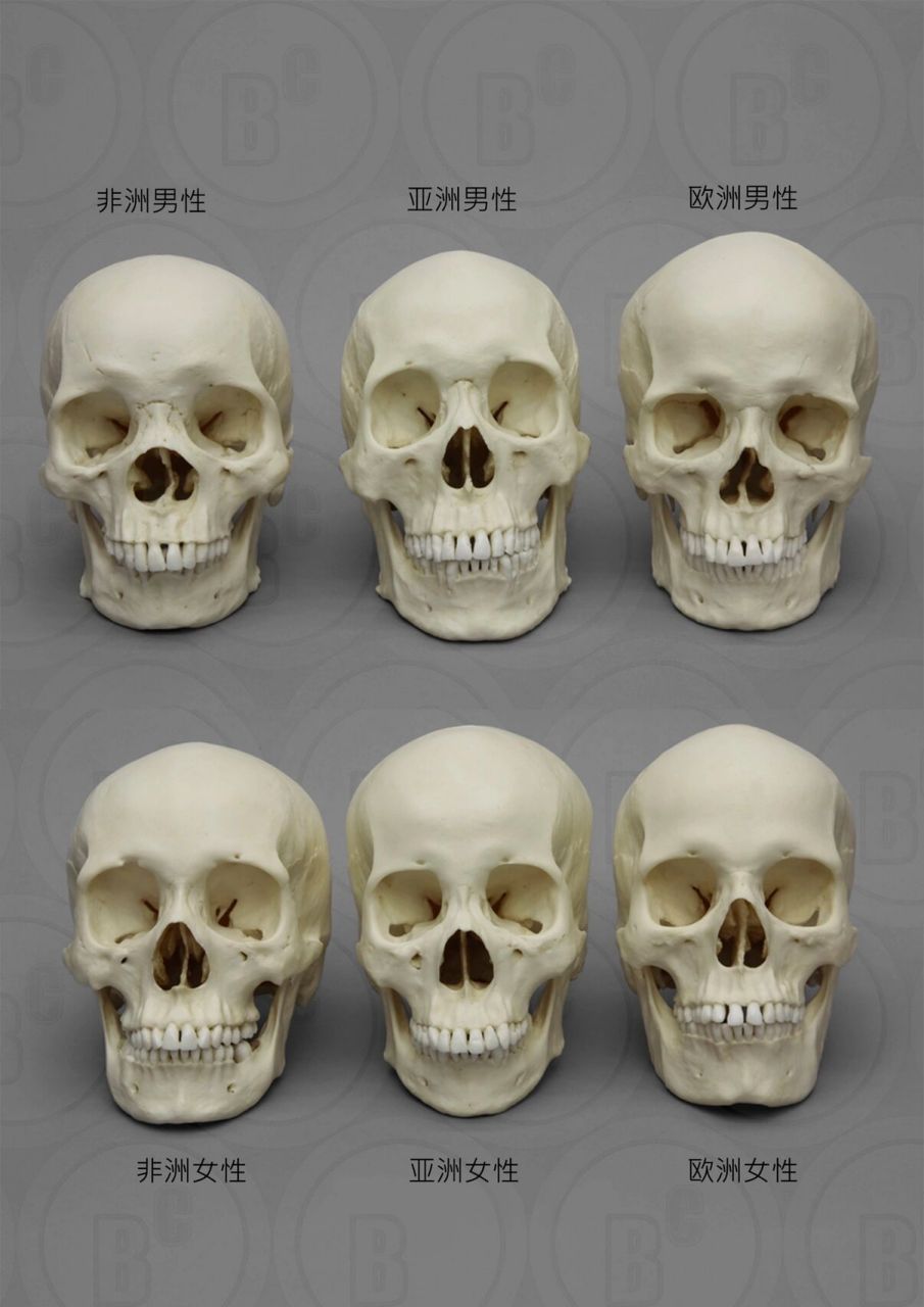 正面,侧面不同人种的头骨,有细微差别哦 不光不同人种,每个人的头骨都