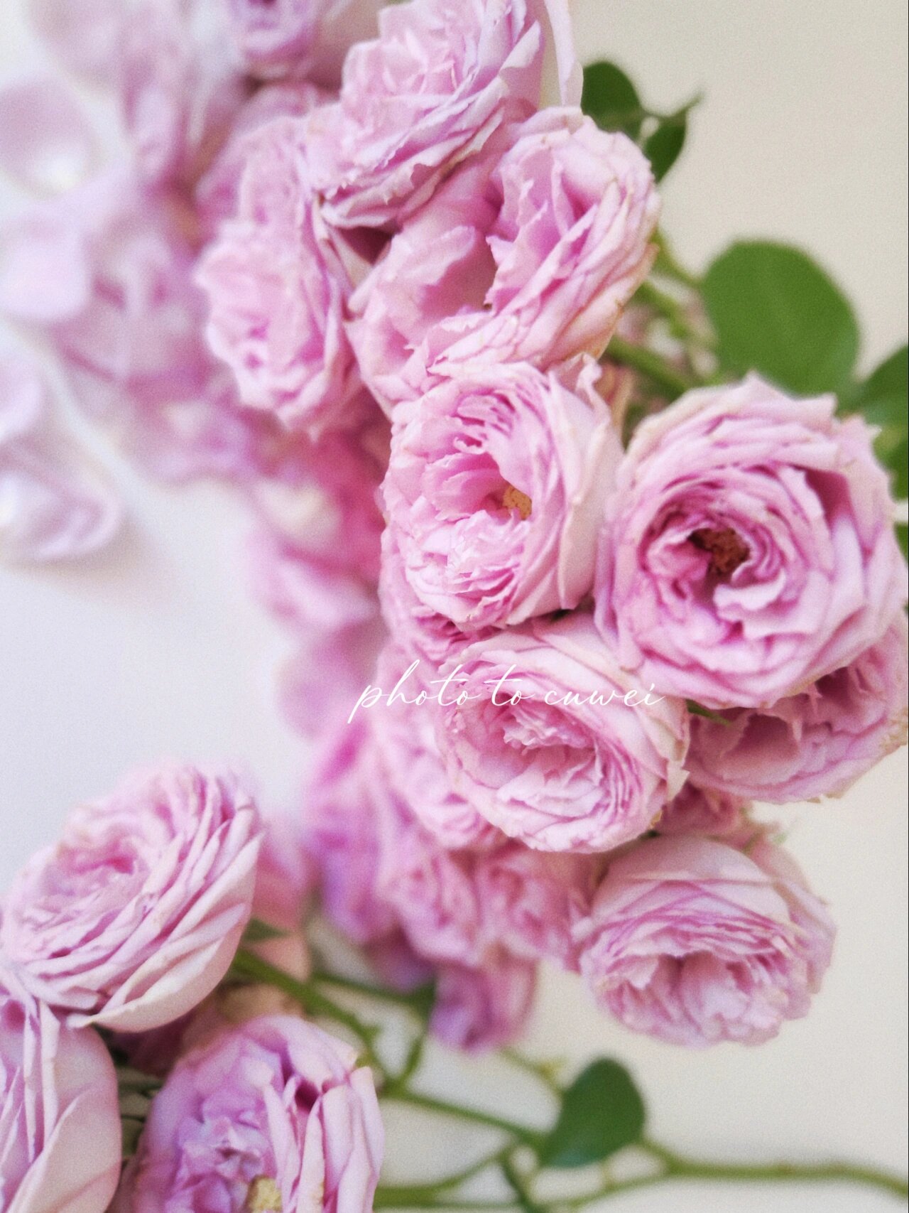 贝琳达多头玫瑰|铁头玫瑰开炸 幸福感爆棚