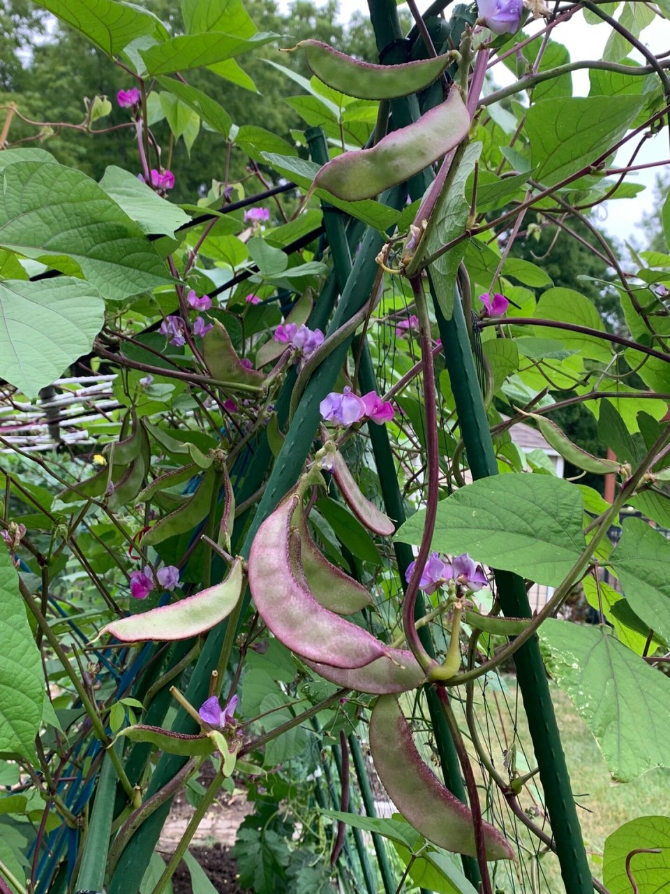 扁豆花花语图片