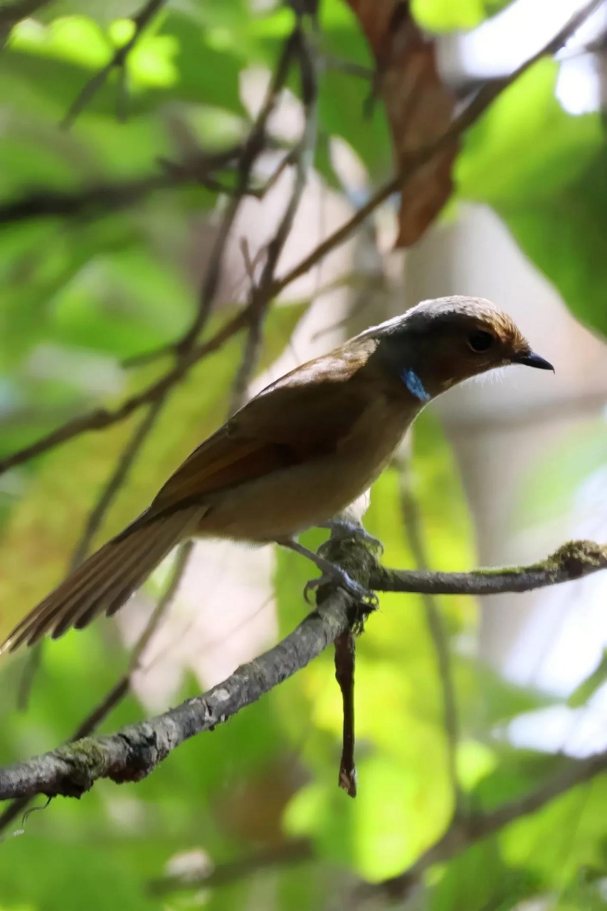 【百鸟志61图纪】 (359)◇70大仙鹟70◇ (癸卯季冬,摄于腾冲