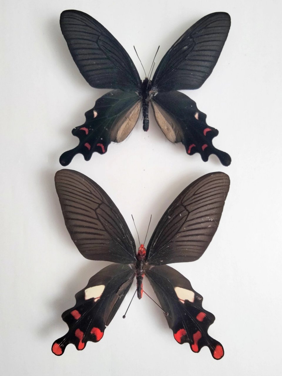 多姿麝凤蝶 便宜常见的麝凤蝶,上为小斑亚种,下为南方型,下面那只因为