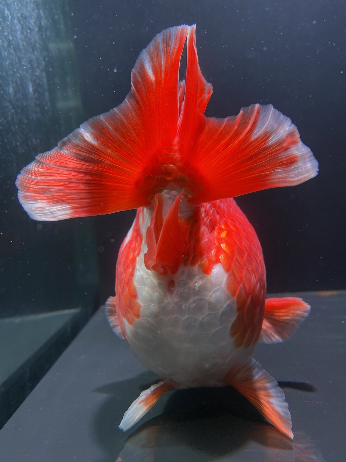 13cm精品红白鎏金金鱼,性价比高