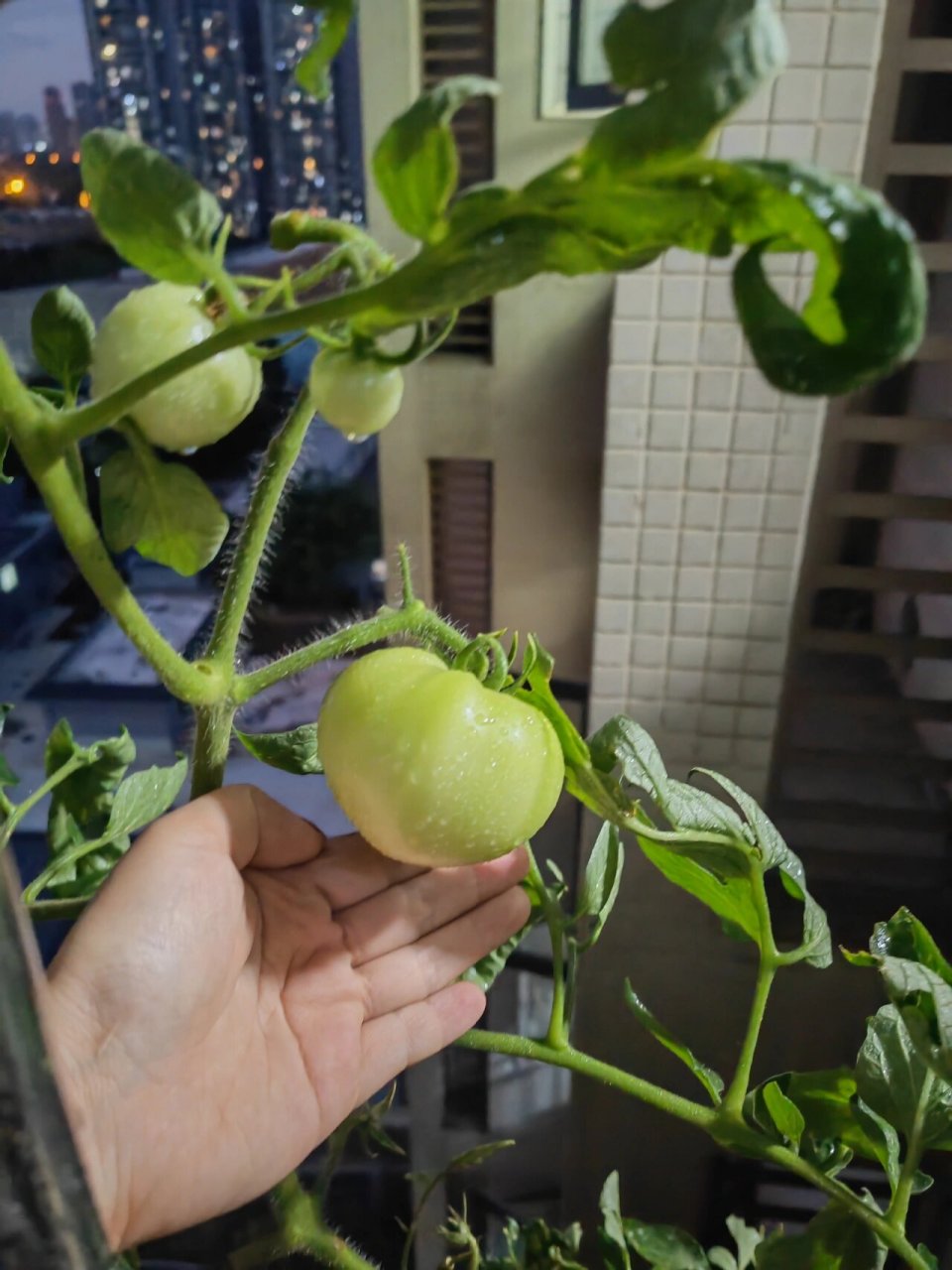 番茄长红蜘蛛了 我实在是太粗心了,居然没发现红蜘蛛.