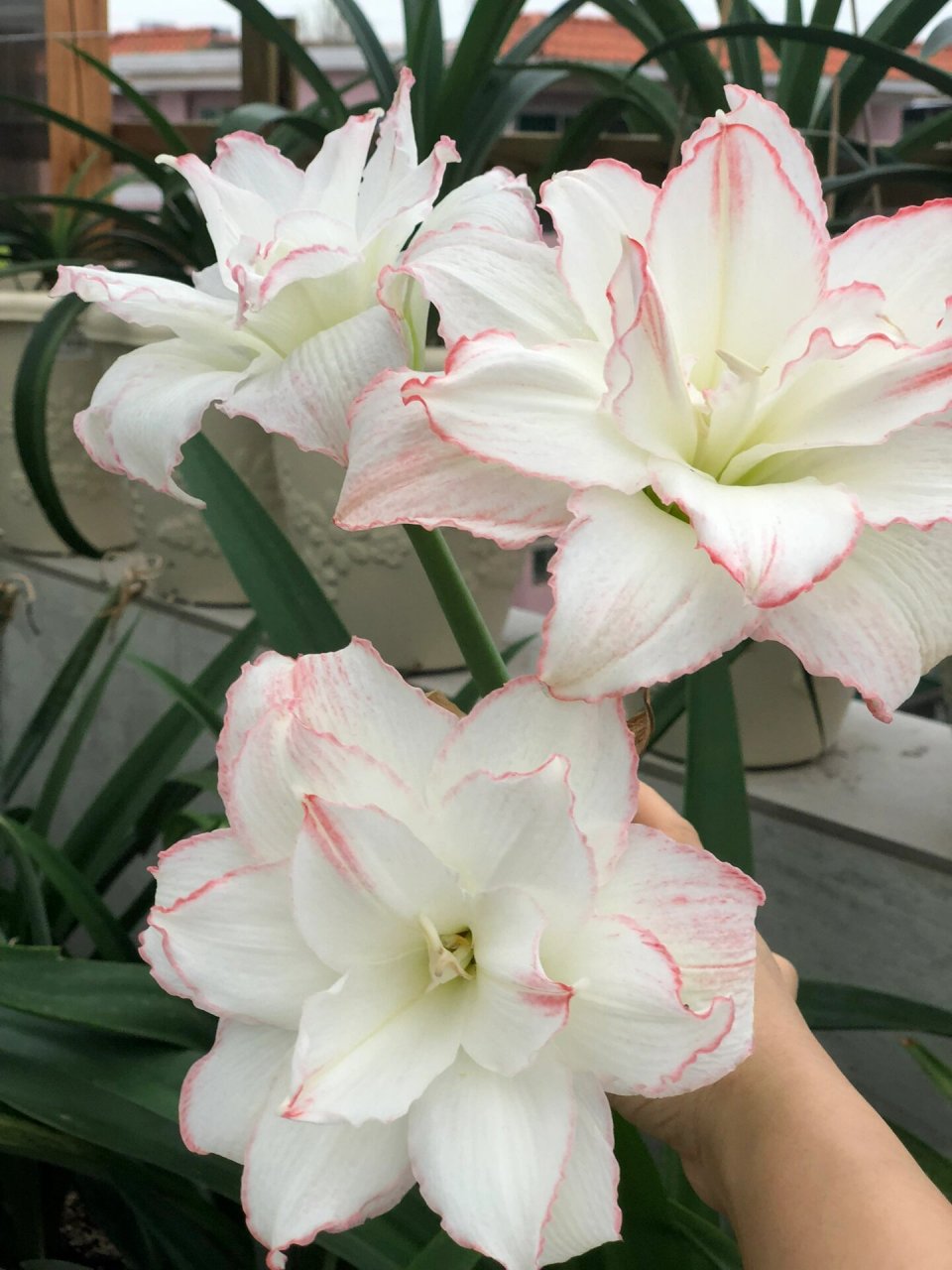 朱顶红,曦荷,非常仙,花如其名 作者非常喜欢的一个品种,虽然不是什么