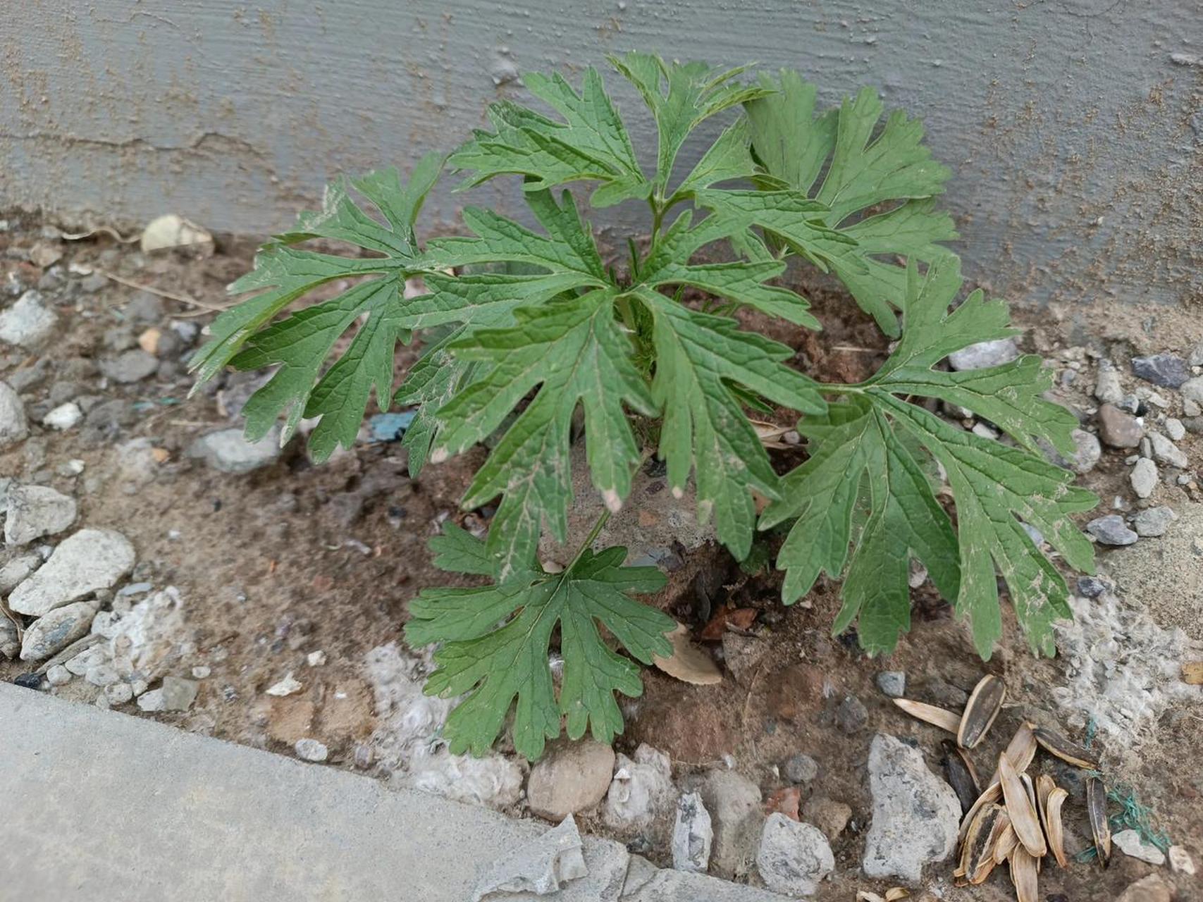 抽花薹后,叶子形态会发生较大变化. 植物摄影爱好者