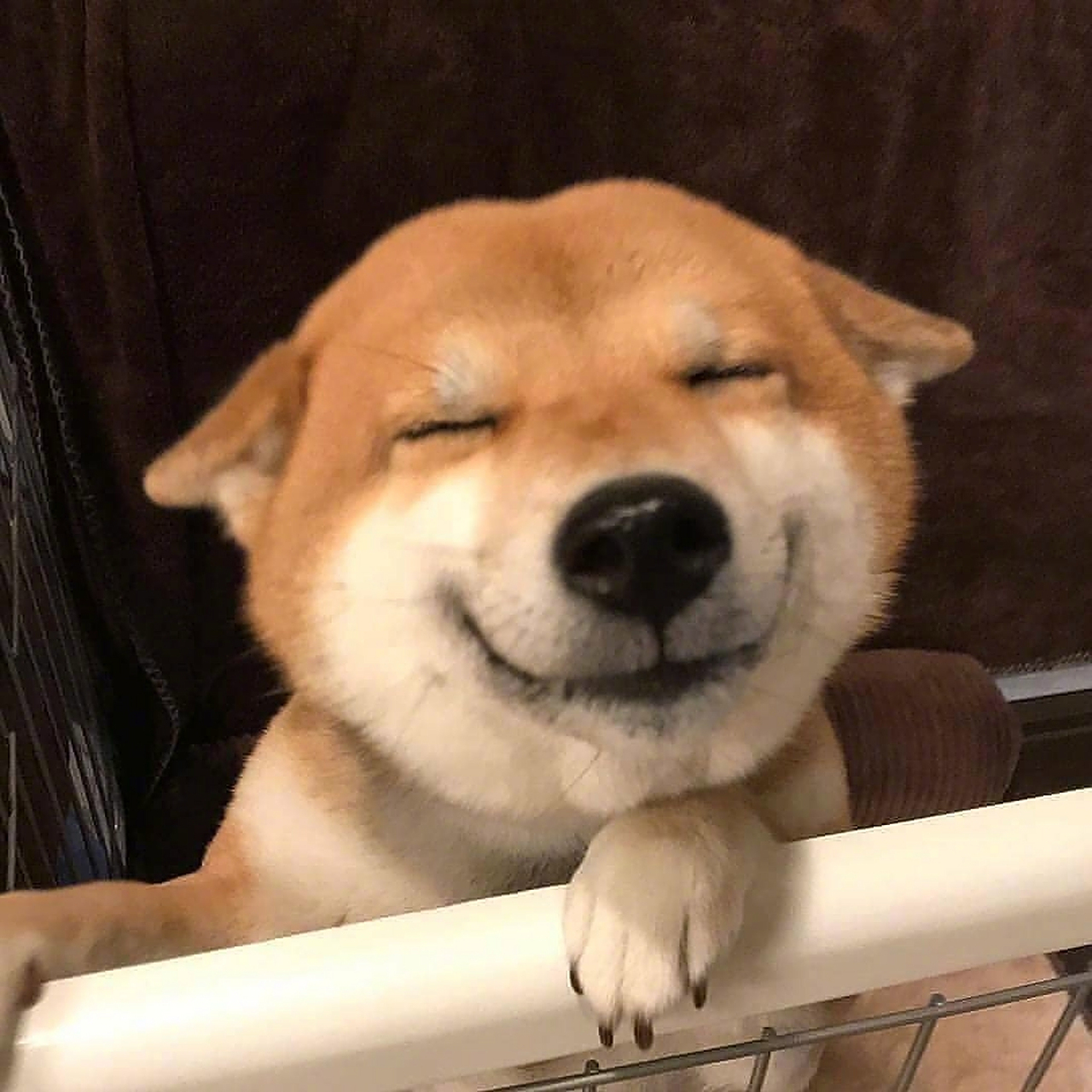 请收下今日份柴犬式的蜜汁微笑,开心