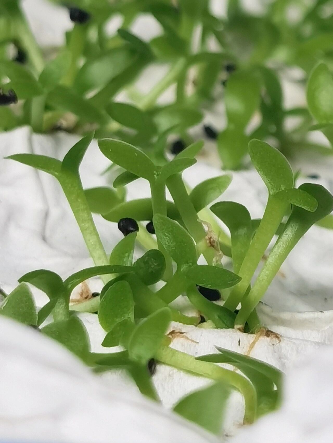 火龙果一养就活 手残党,绿植终结者,懒人必备绿植 火龙