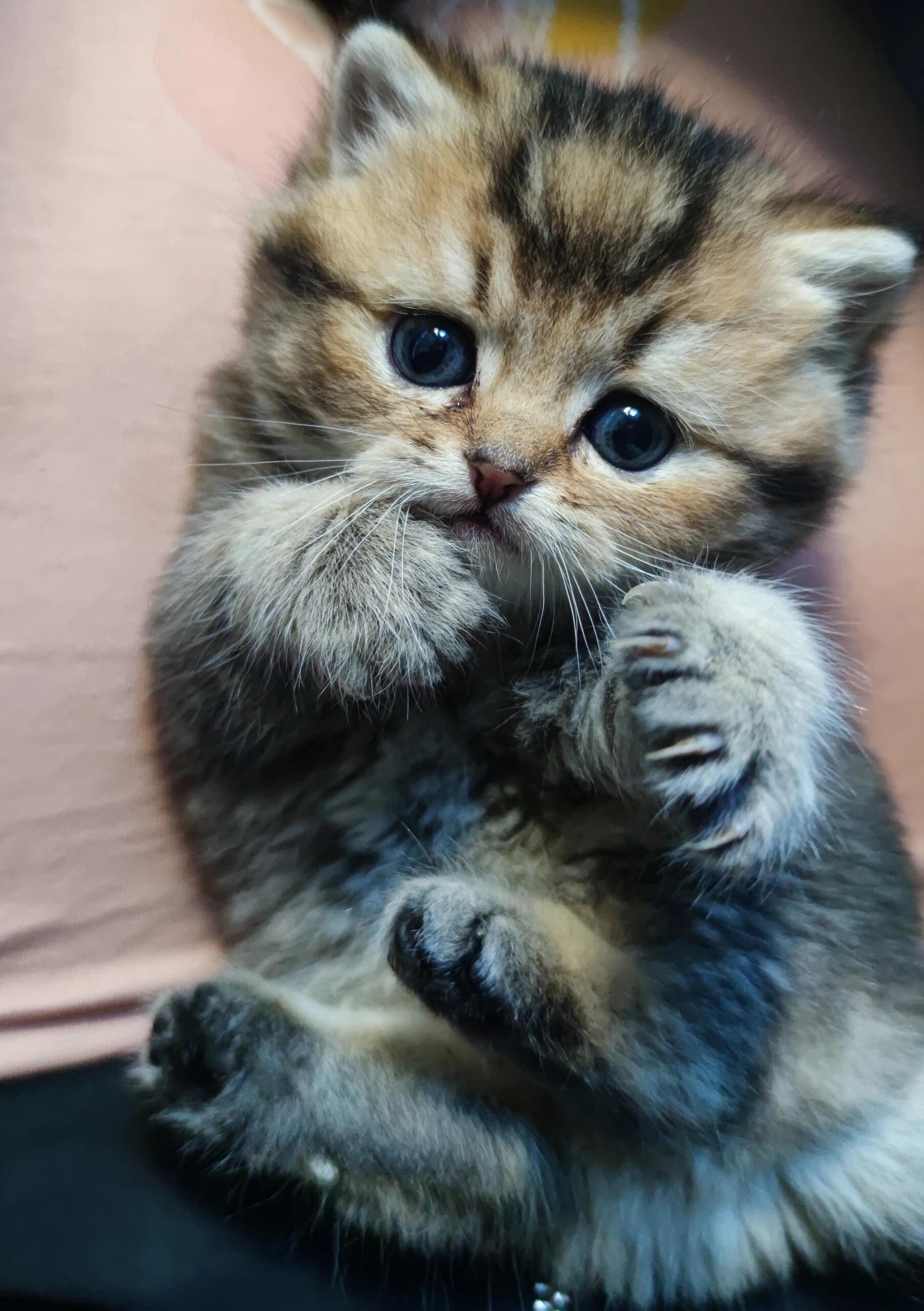 黑金渐层找好人家领养啦!