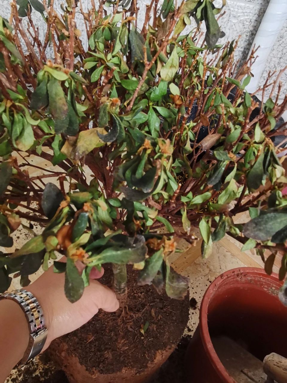 杜鹃花干枯了,是什么问题造成的?