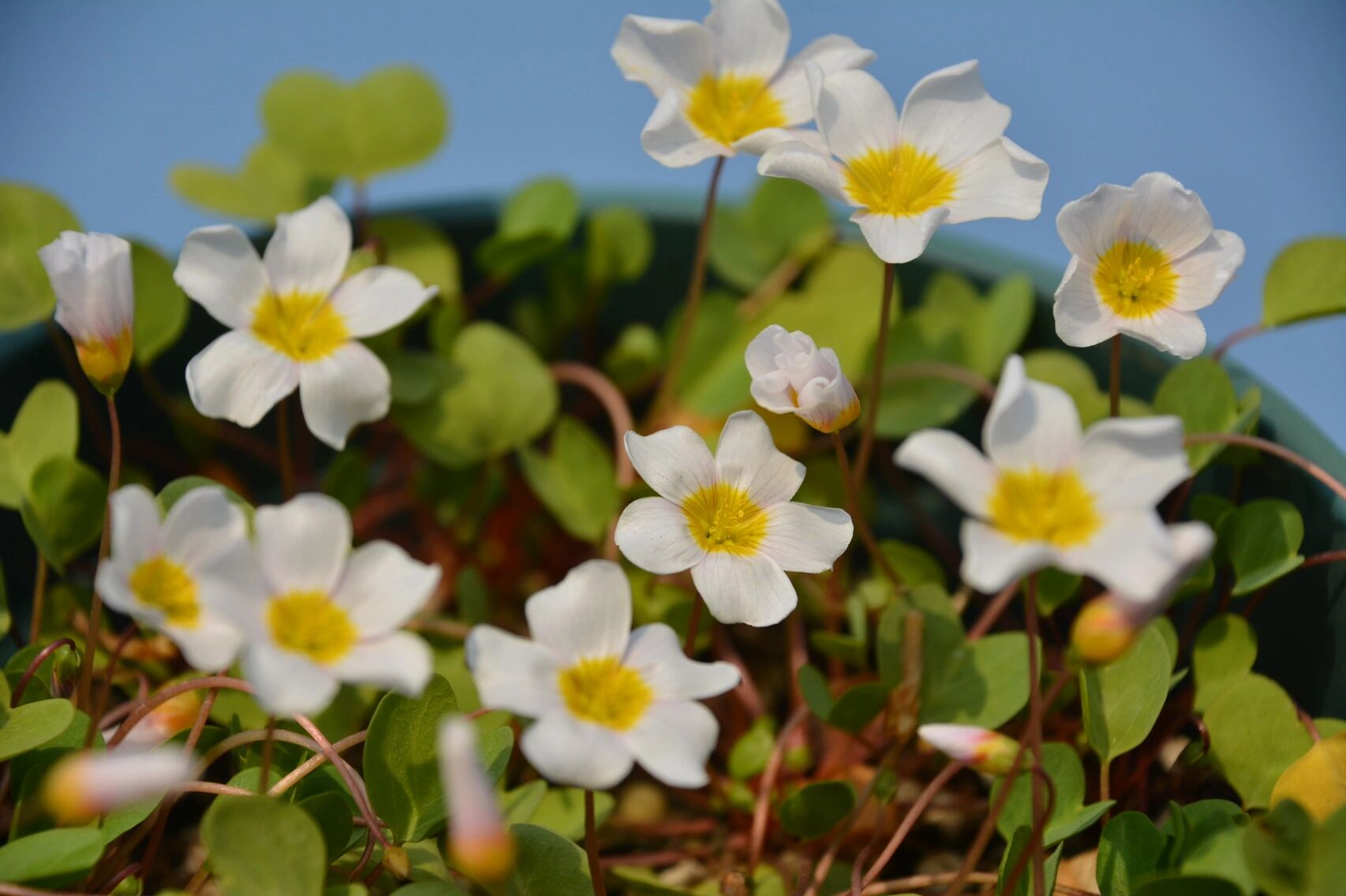酢浆草～一片心 叶子是可可爱爱的爱心形状98还是圆圆胖胖的爱心