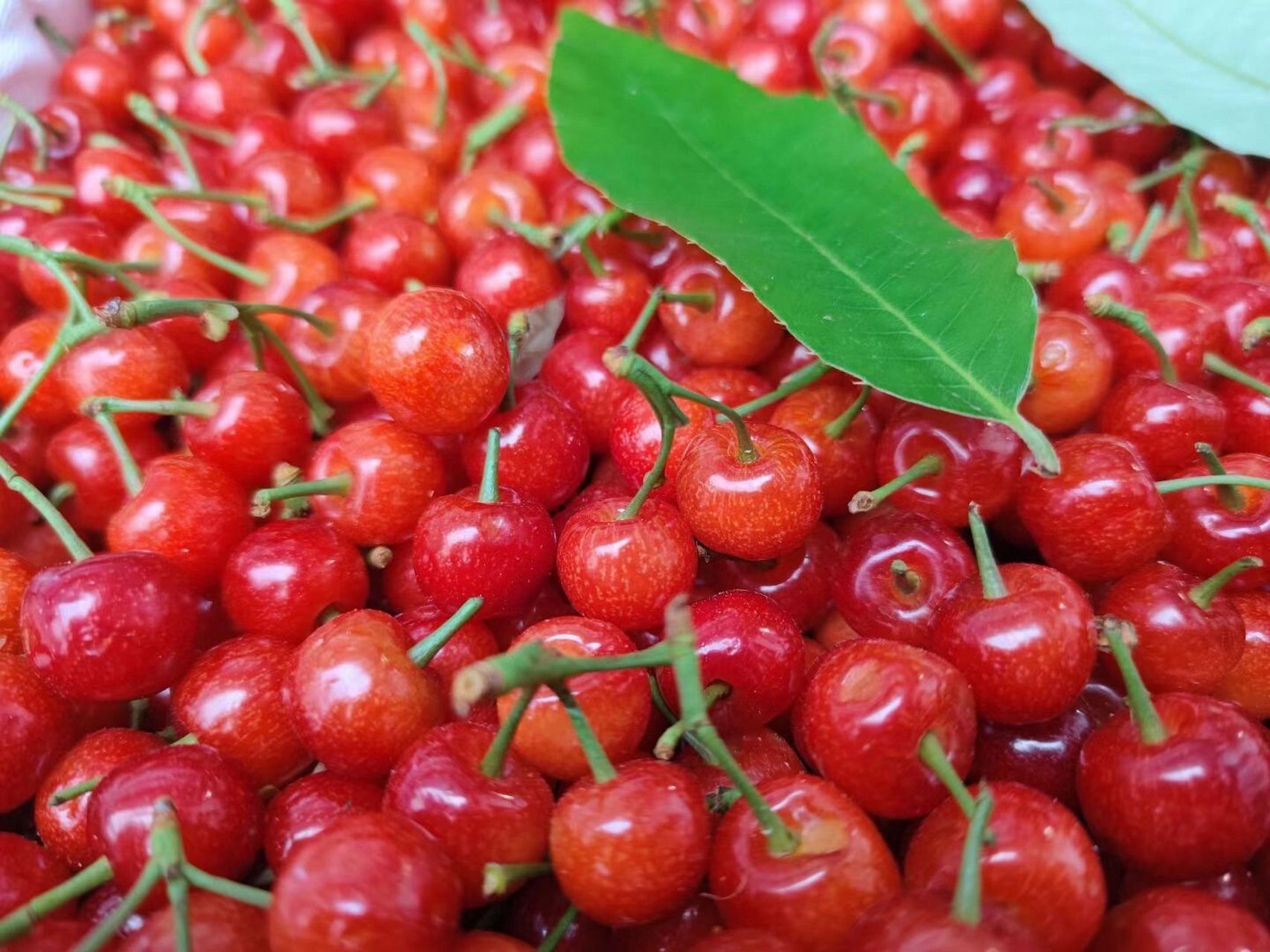 四川独有的樱桃90品种 "米易樱桃"90 是四川独有的特色水果～～皮