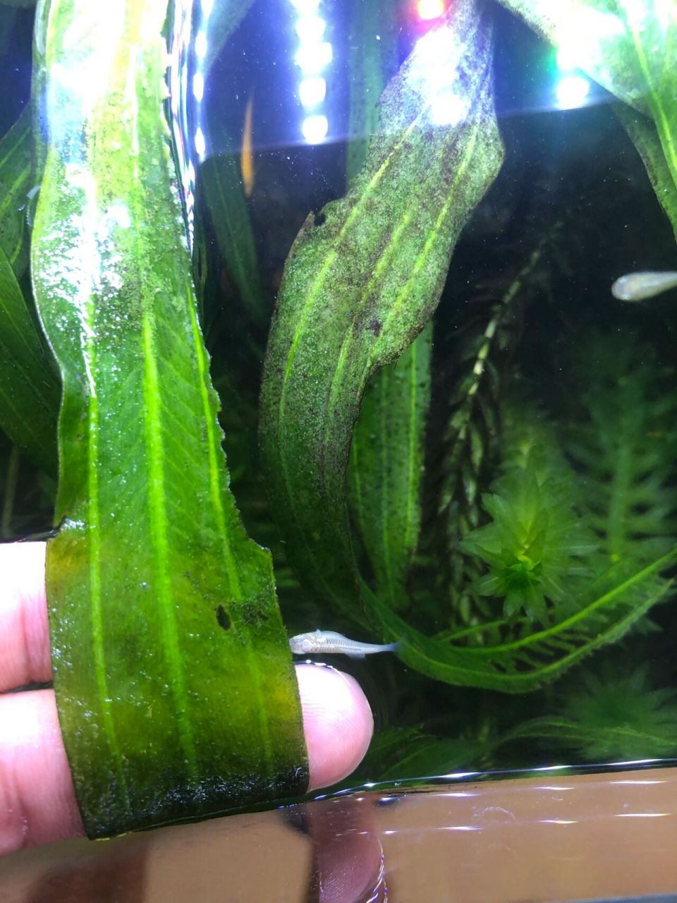 水草发黑 为什么水草会发黑,发黑的部分还能抠掉,求大神指点