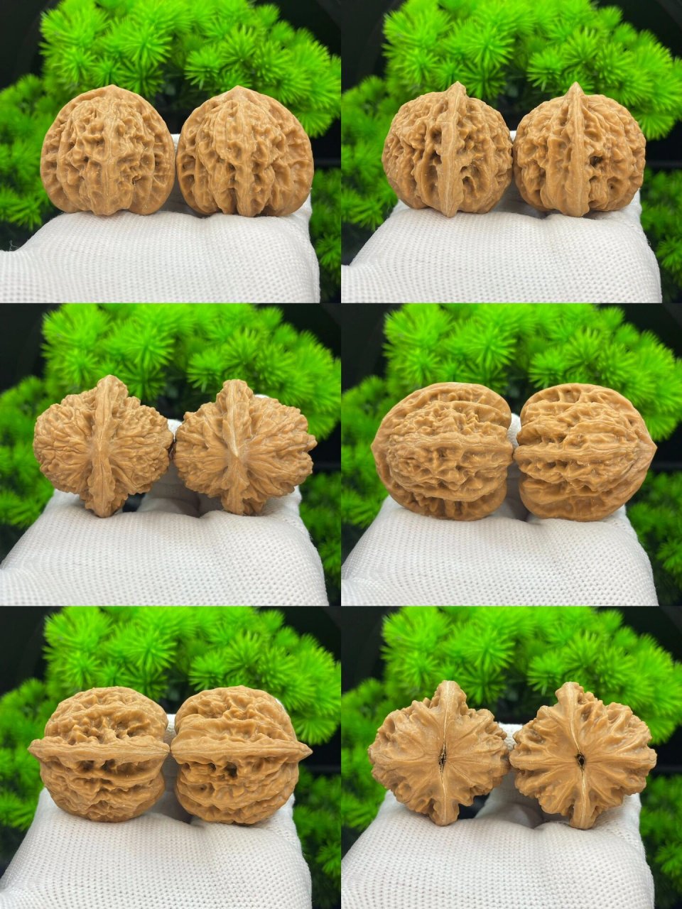 霞云岭狮子头拍卖 尺寸:38/37/36 霞云岭狮子头,姜黄皮,纹路浅,好打理