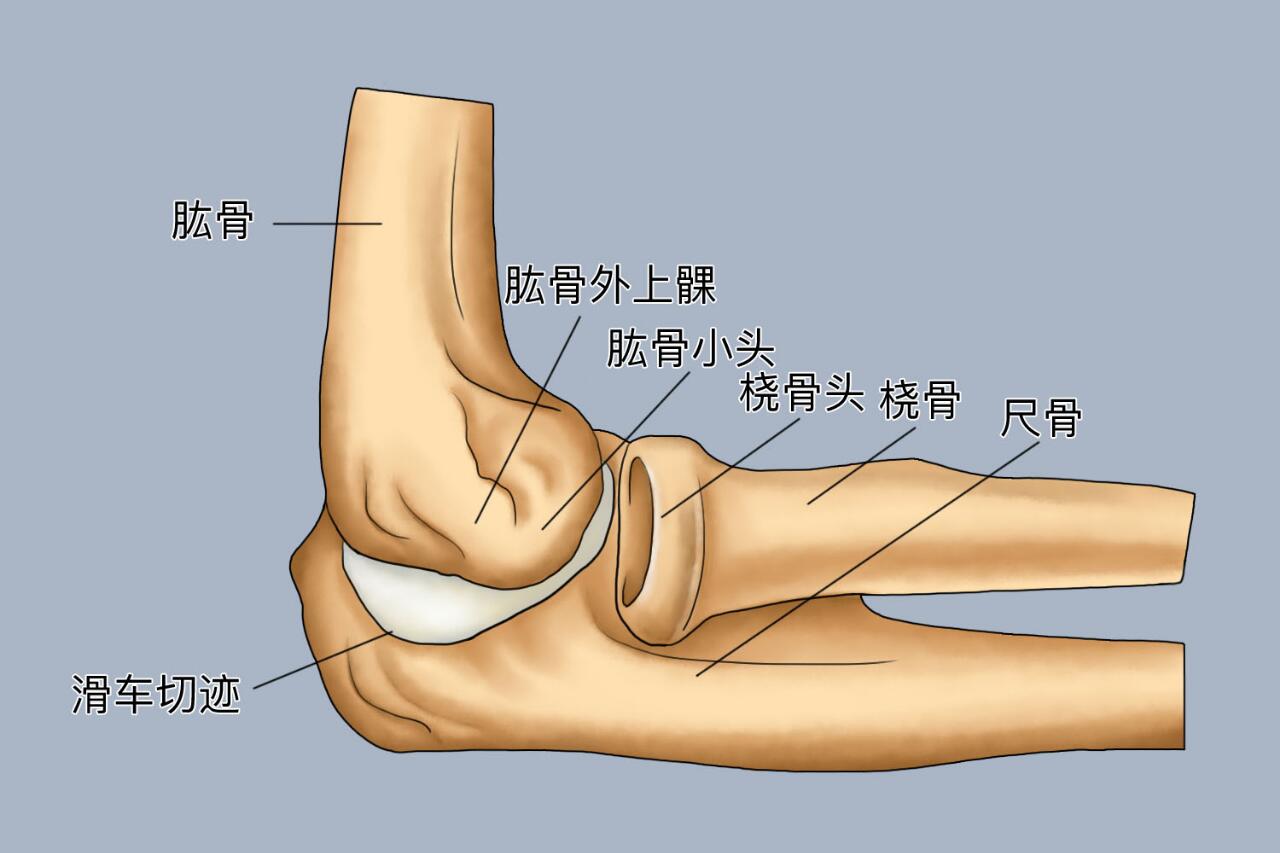 📢位置 手肘属于上肢