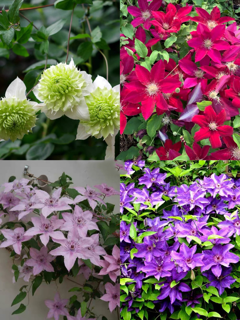 20款开花惊艳的铁线莲品种推荐 铁线莲有藤本皇后的美称 ,品种层出不