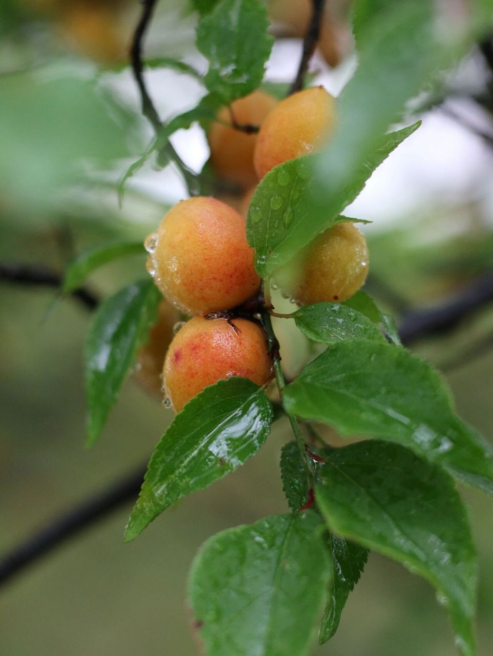 江南的梅雨季总是如期而至,空气也开始变得潮湿闷热起来了,让人莫名