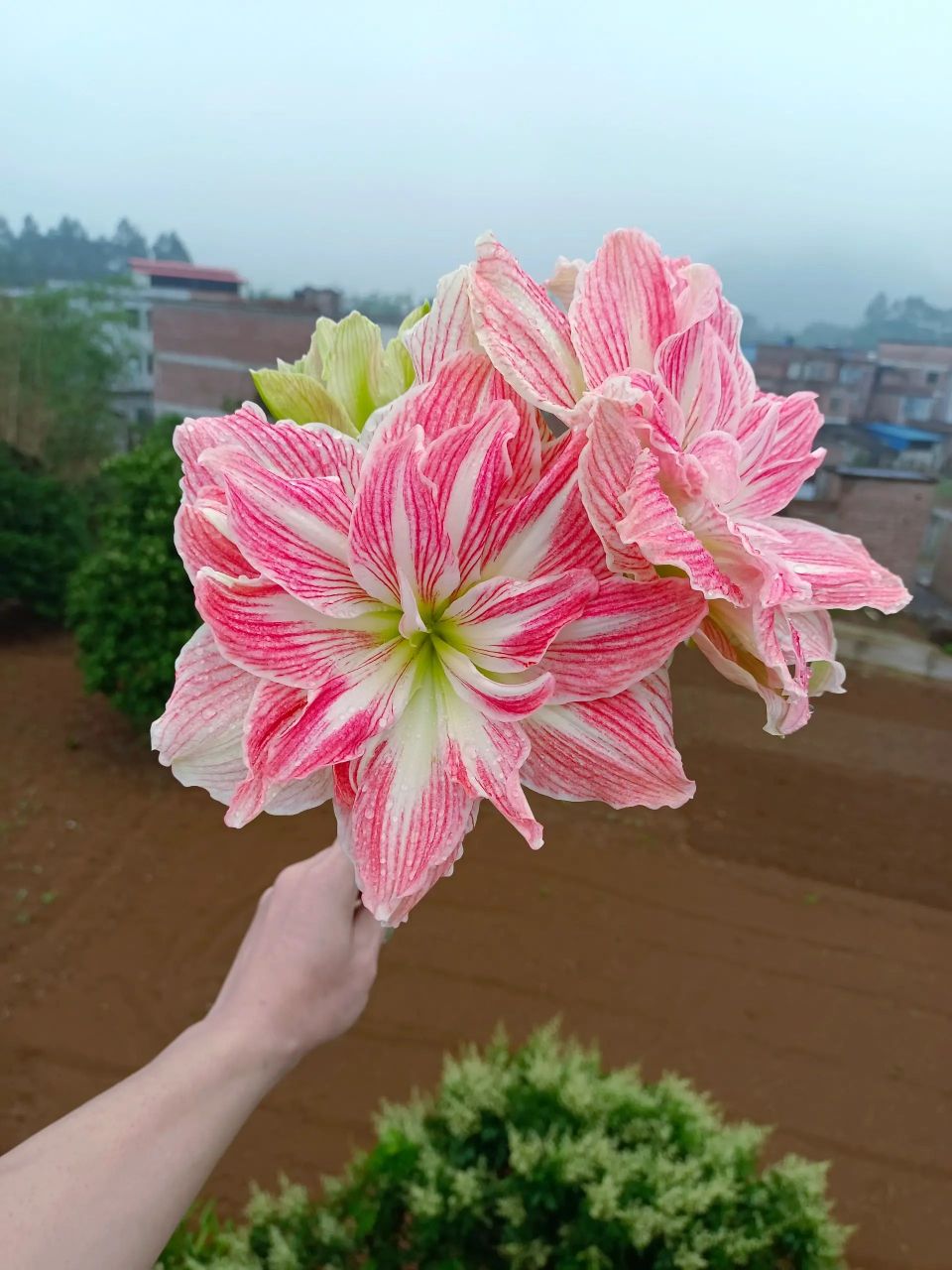 朱顶红——美丽仙女 冷门大花品种,不太好养