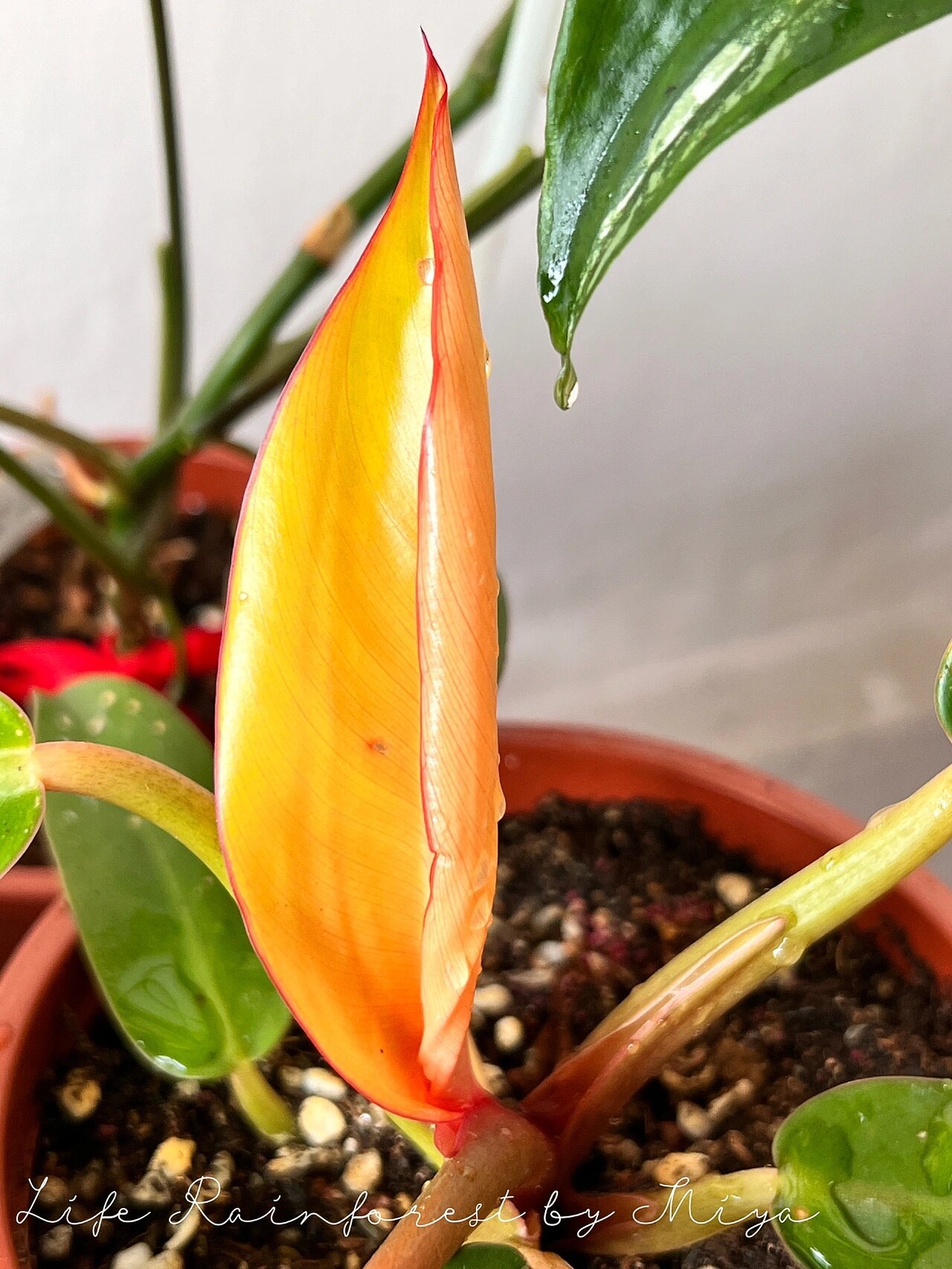 长新叶子了 红橙色好艳丽哦09 小品种好养 红金钻蔓绿绒喜光照又忌