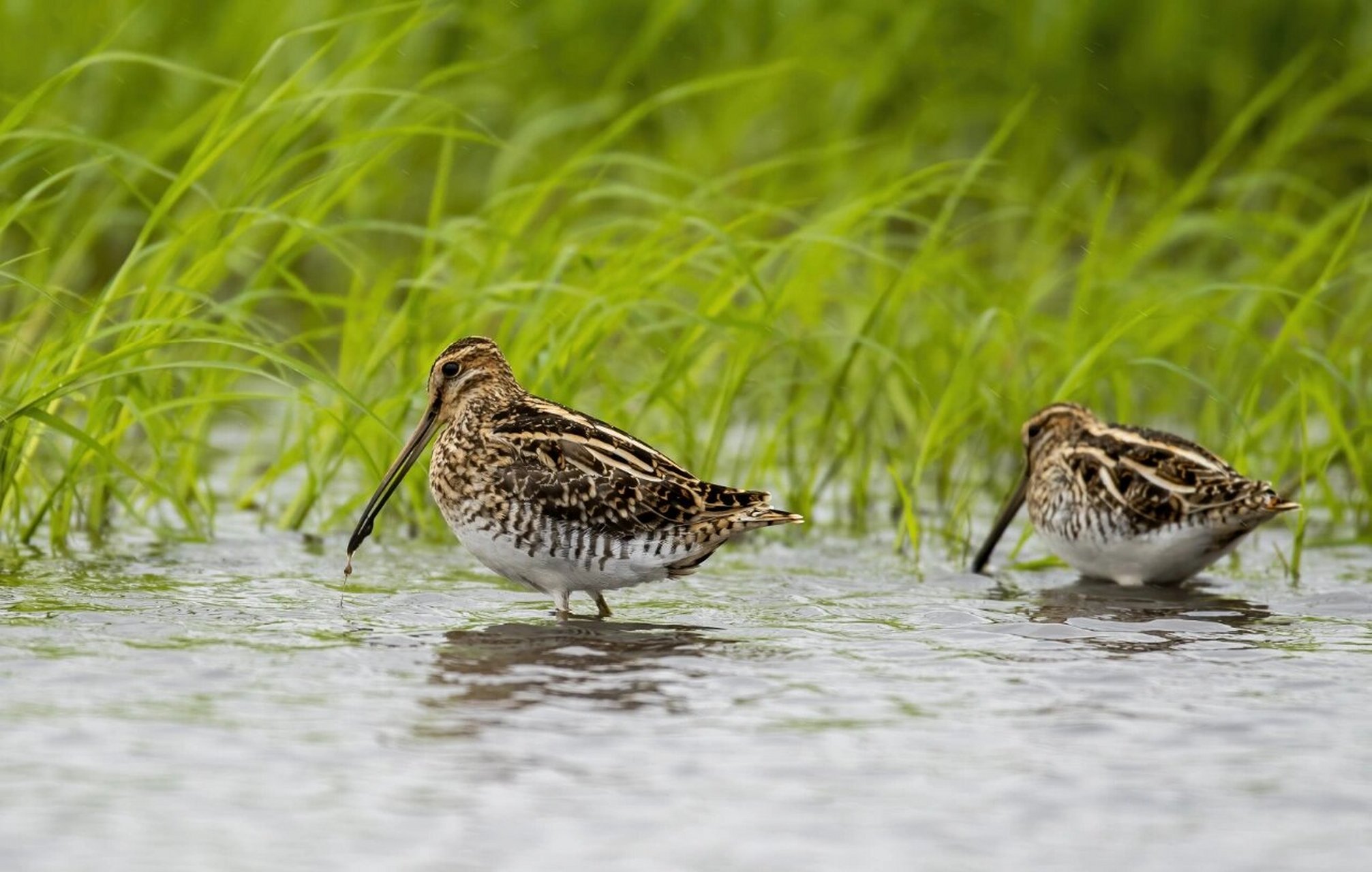 锥 扇尾沙锥(学名:gallinago gallinago)是鹬科沙锥 属鸟类,小型涉禽