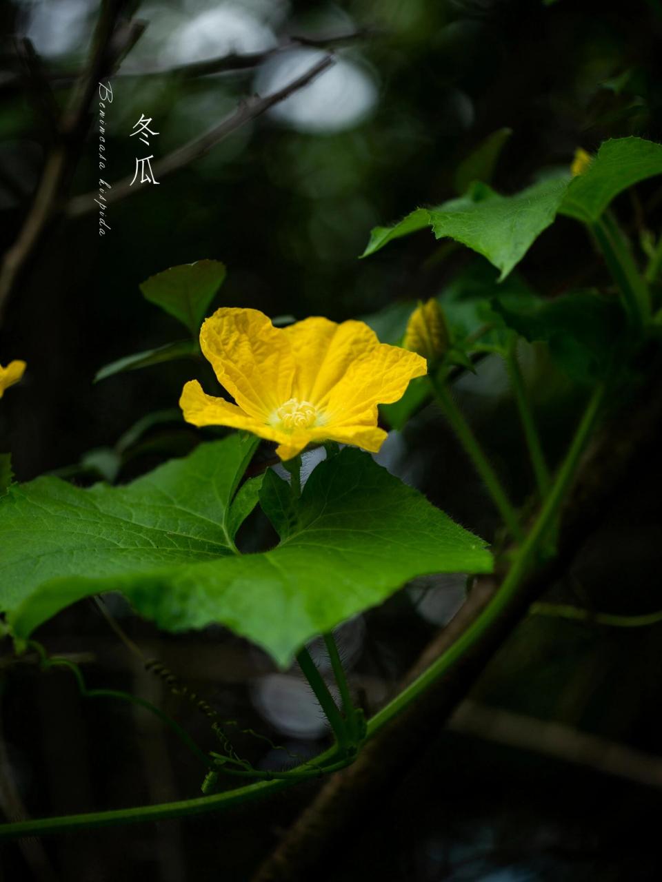 图1/7:瓜花集 图2/7:黄瓜花 图3/7:丝瓜花 图4/7:西瓜花 图