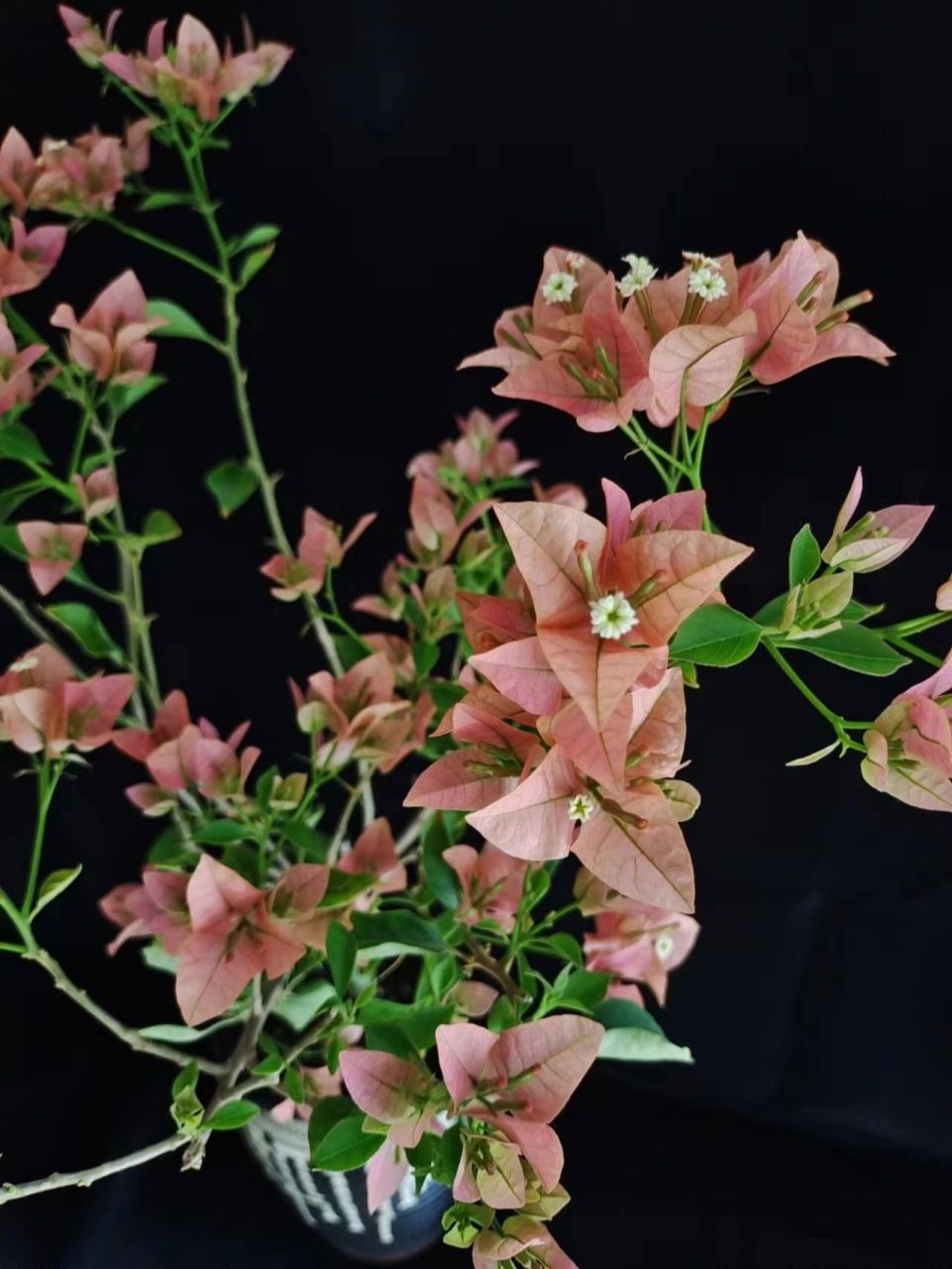 酒红三角梅的各个时期 酒红盛花期和末期花.