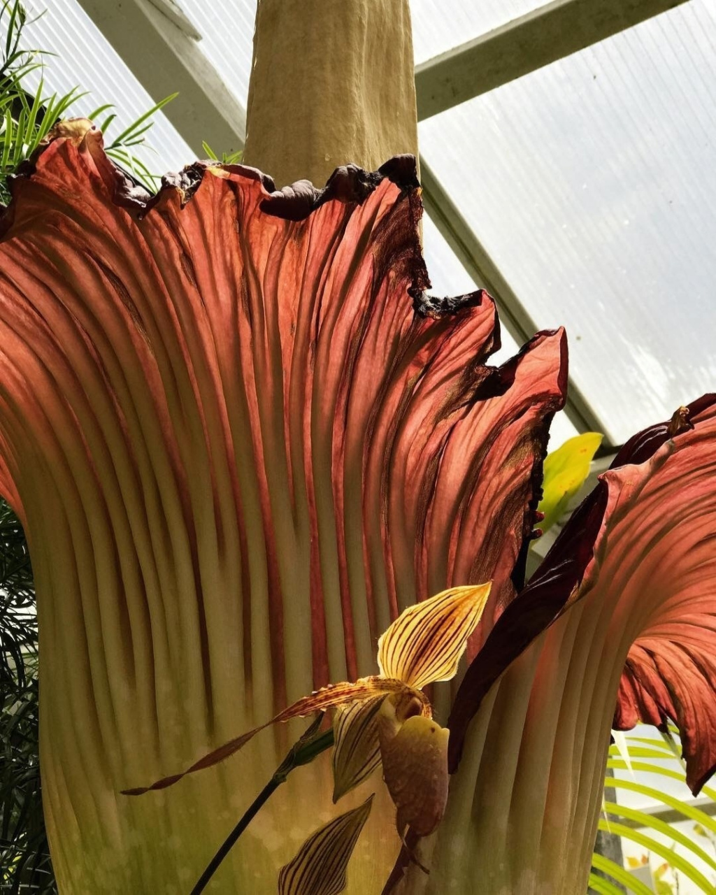 巨魔芋:天南星科,魔芋属. 原产于苏门答腊岛.