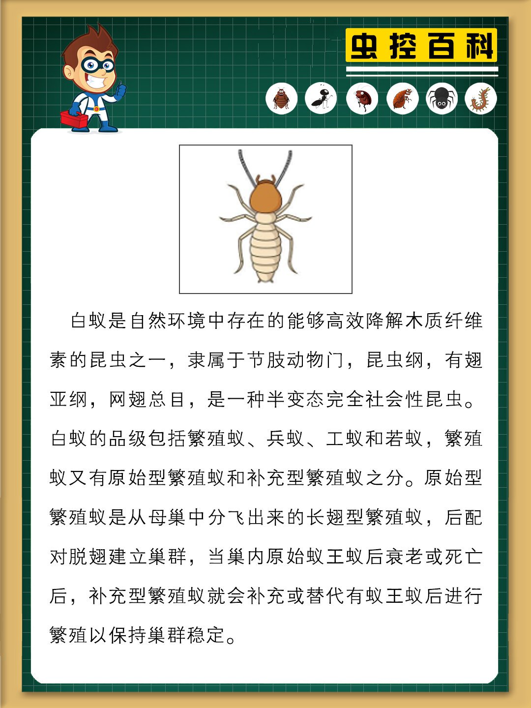 白蚁最怕的三种克星