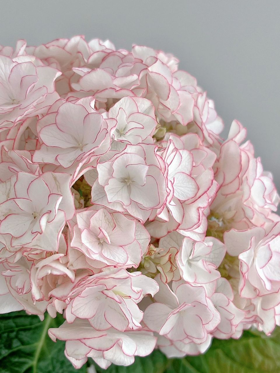 绣球|惠子小姐 这本来是一支粉边的惠子小姐,加花生命养护8天后变成了