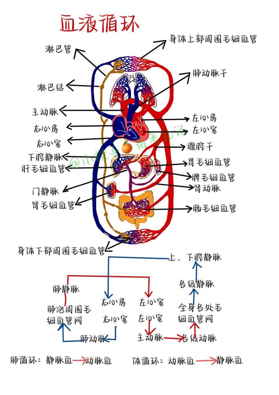 血液循环示意图手绘图片
