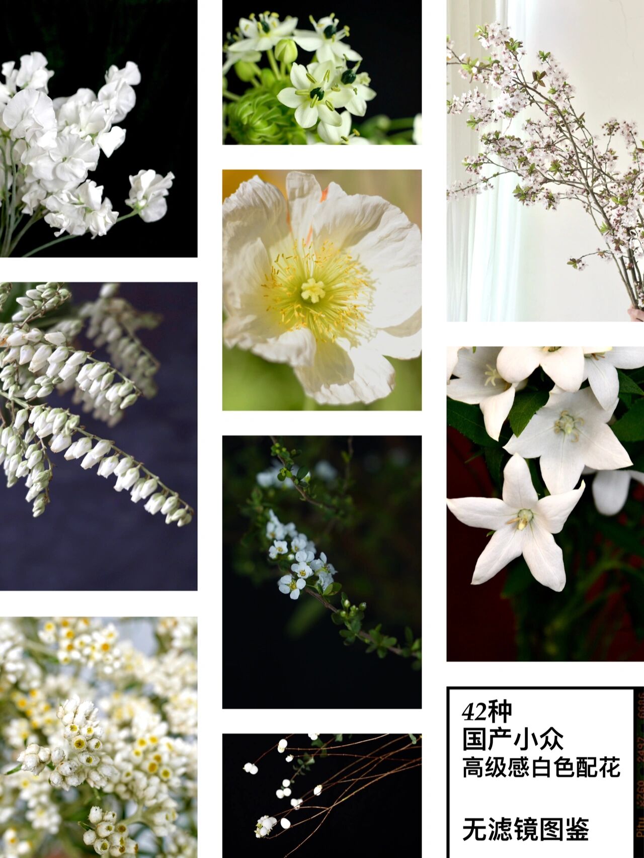 认全4661526615种白色配花,花艺师备货参考指南 当你需要创作