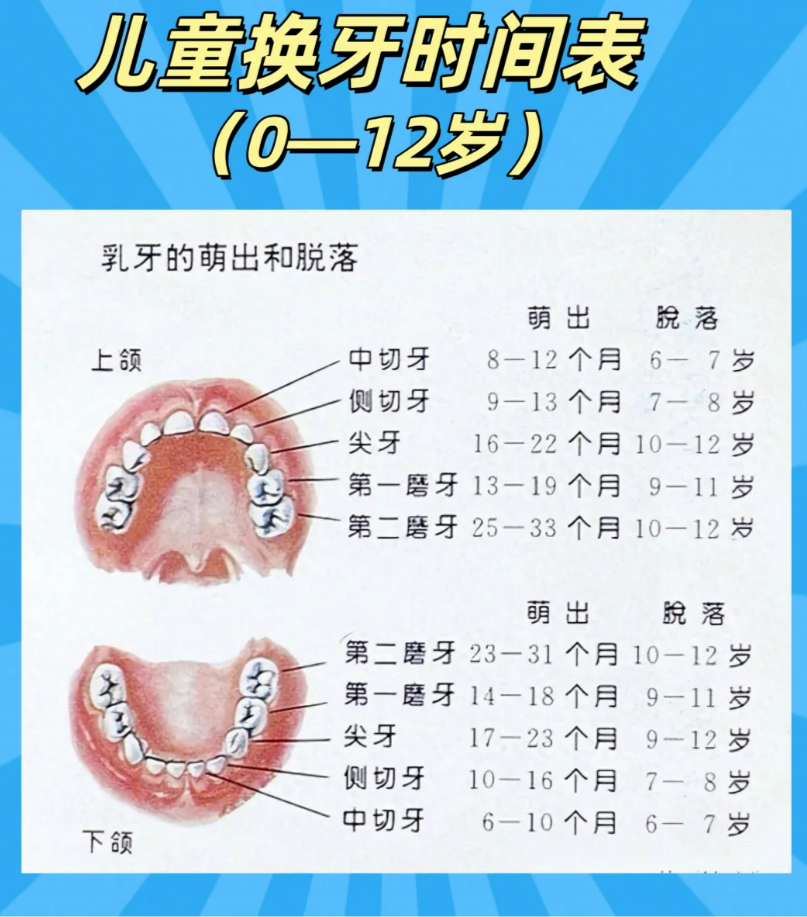 孩子换牙时,所有20颗乳牙都会脱落更换